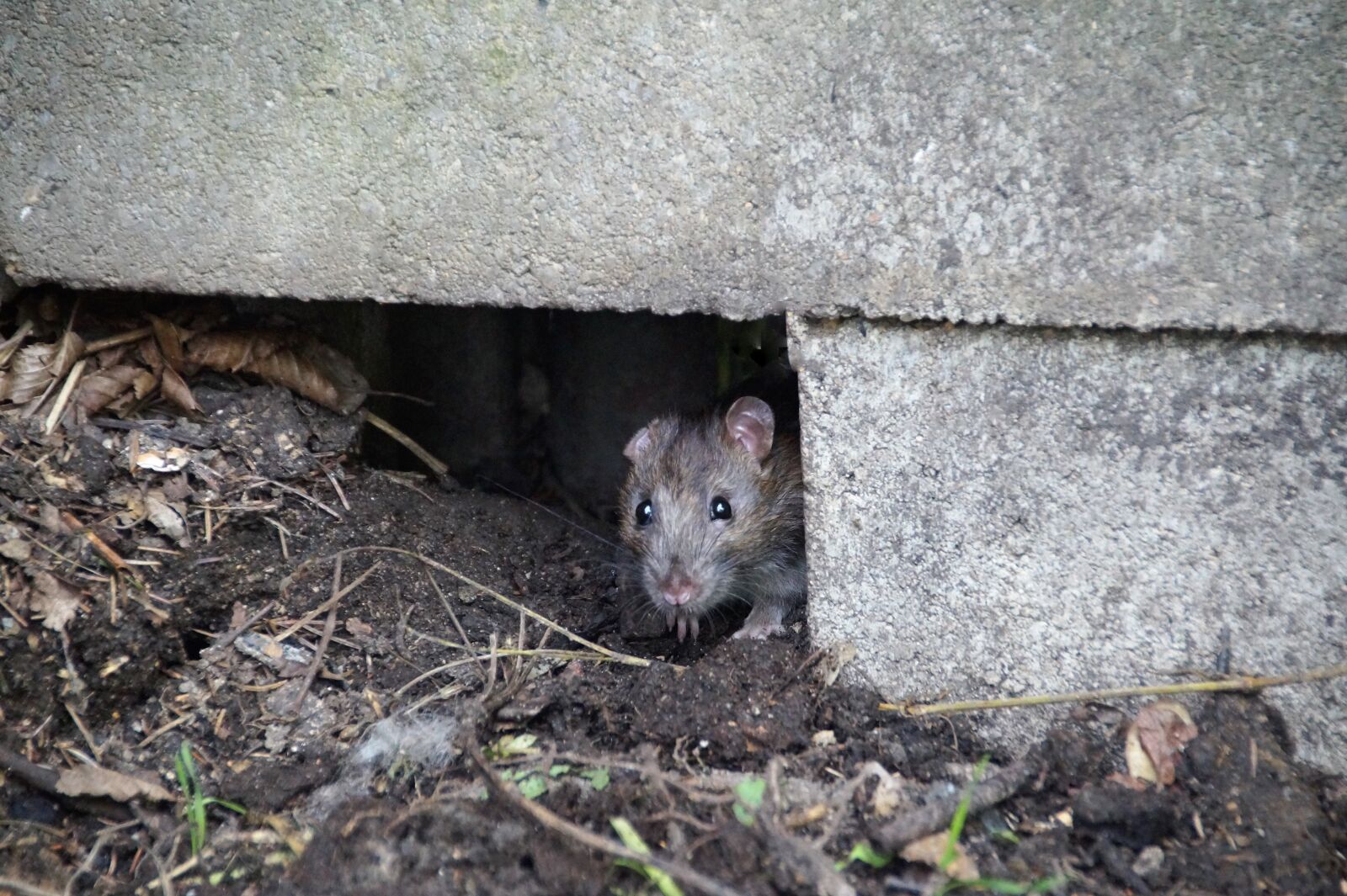 Sony SLT-A58 sample photo. Mouse, rat, large photography