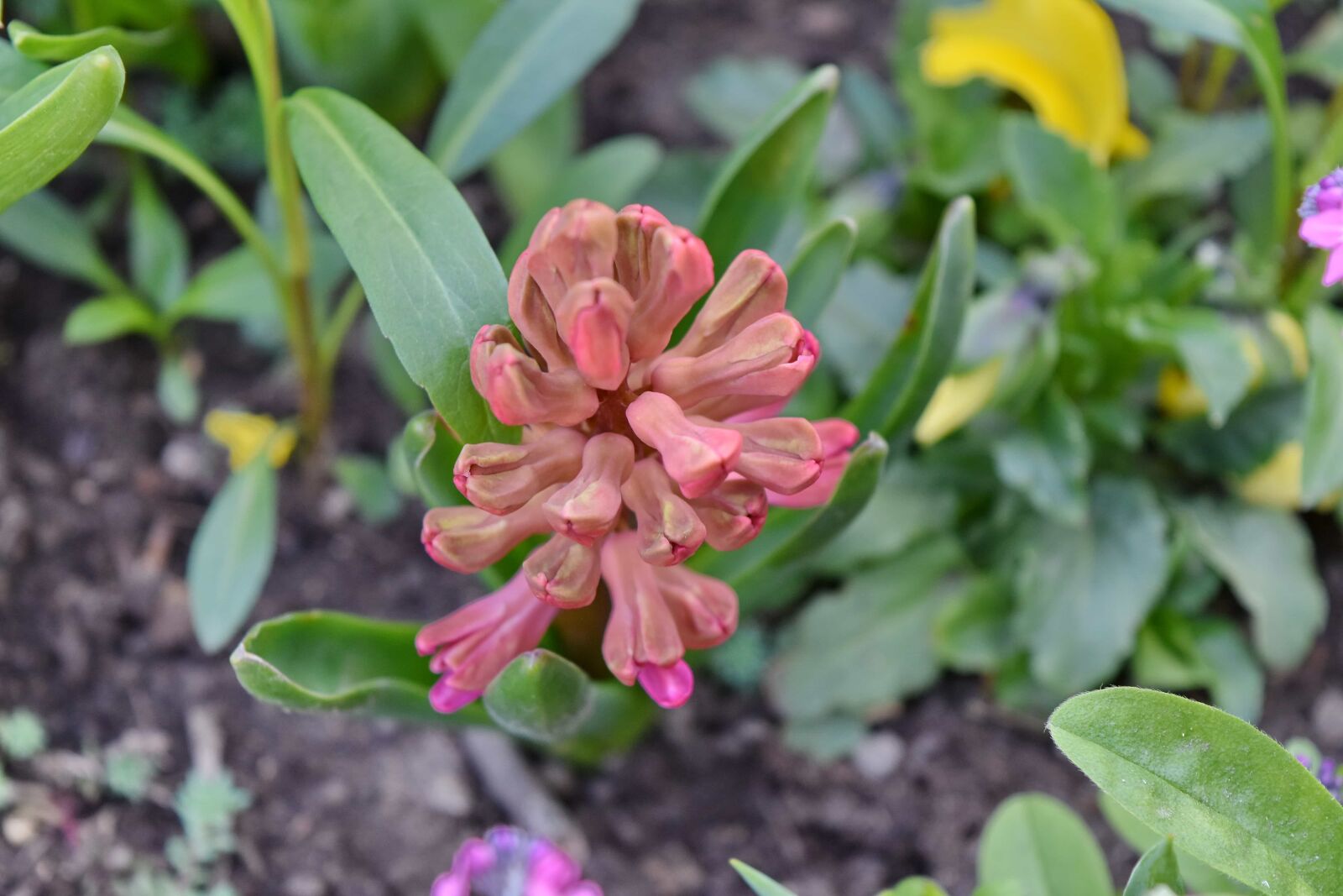 Nikon D5500 sample photo. Pinkish, blossom, plant, leaf photography