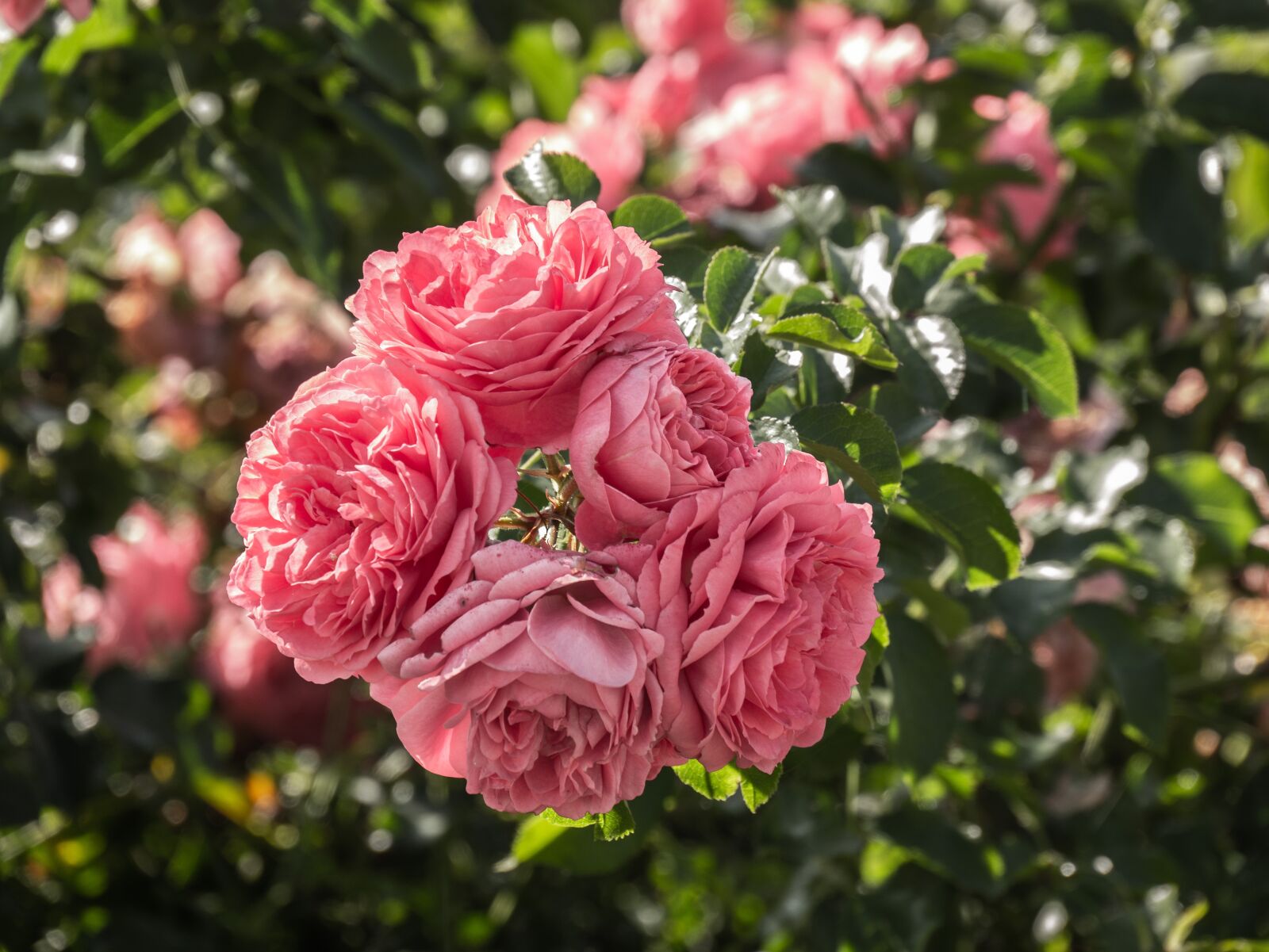 Panasonic DMC-G81 sample photo. Flowers, roses, rosebush photography