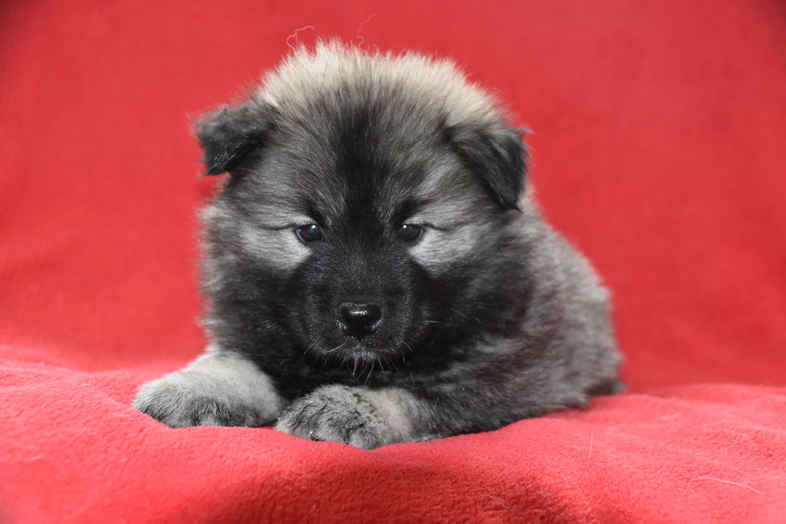 Nikon D5600 sample photo. Dog, puppy, young dog photography