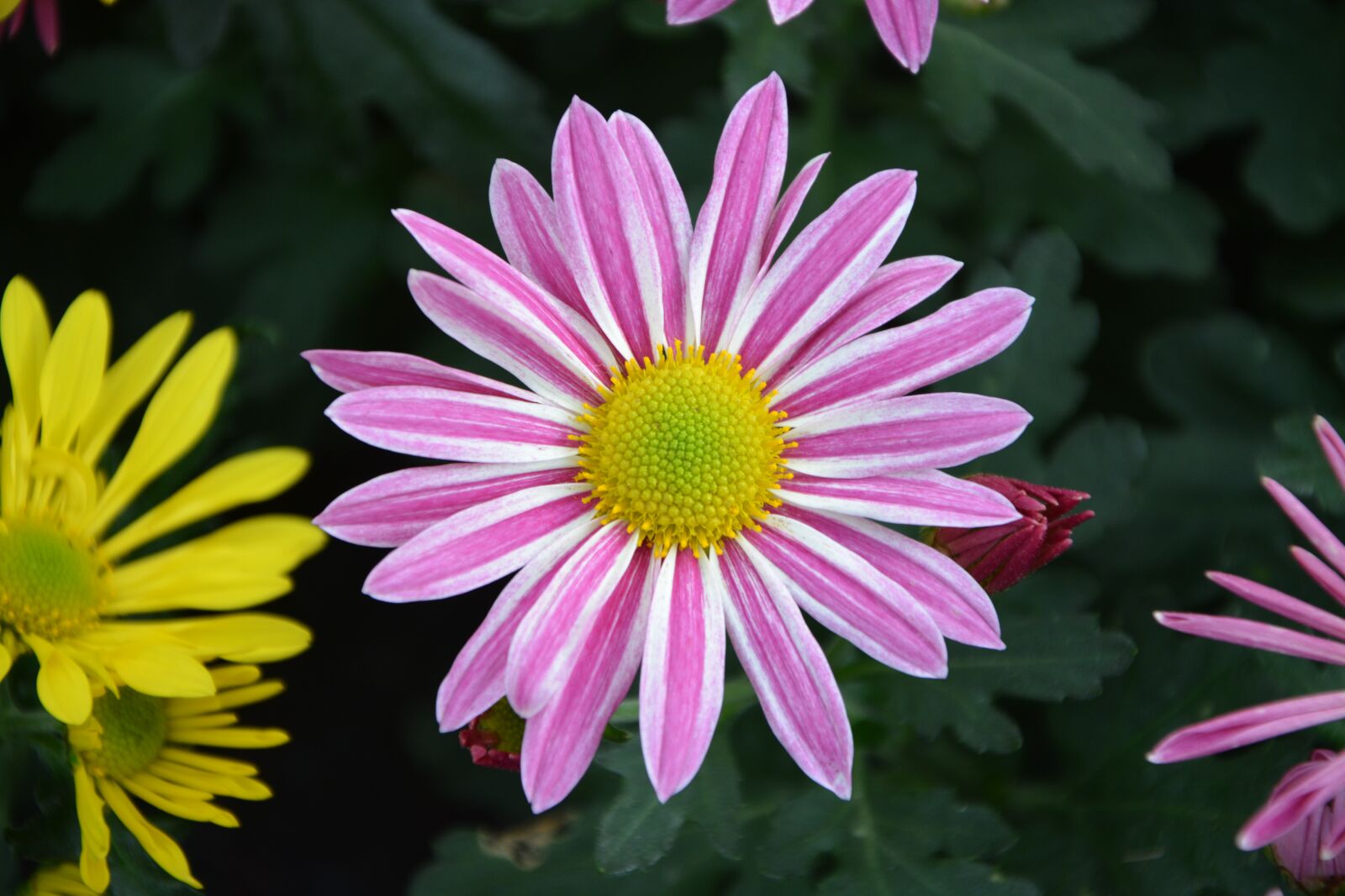 Nikon D5200 sample photo. Flowers, colors, yellow white photography