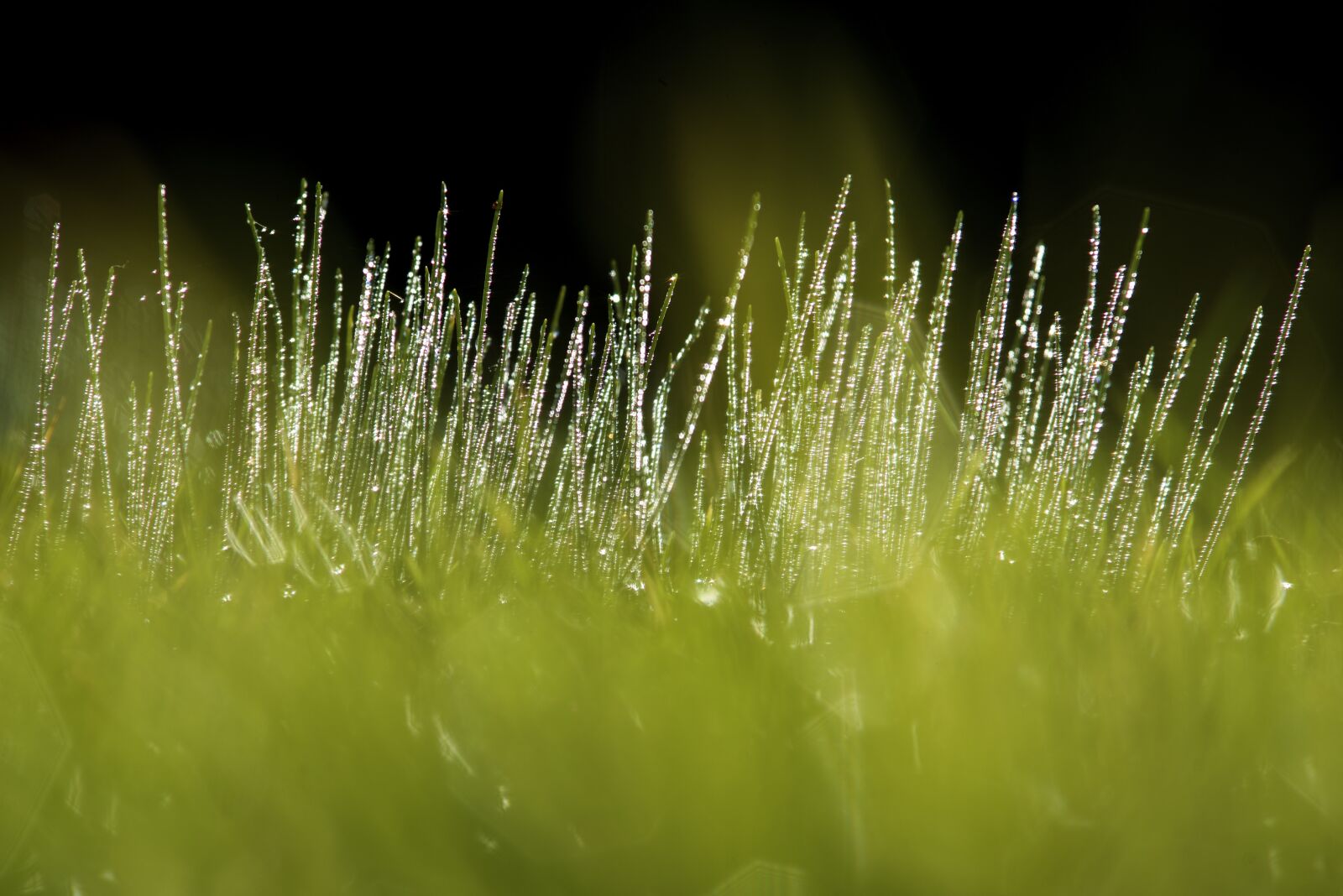 Nikon D610 sample photo. Grass, prato, landscape photography