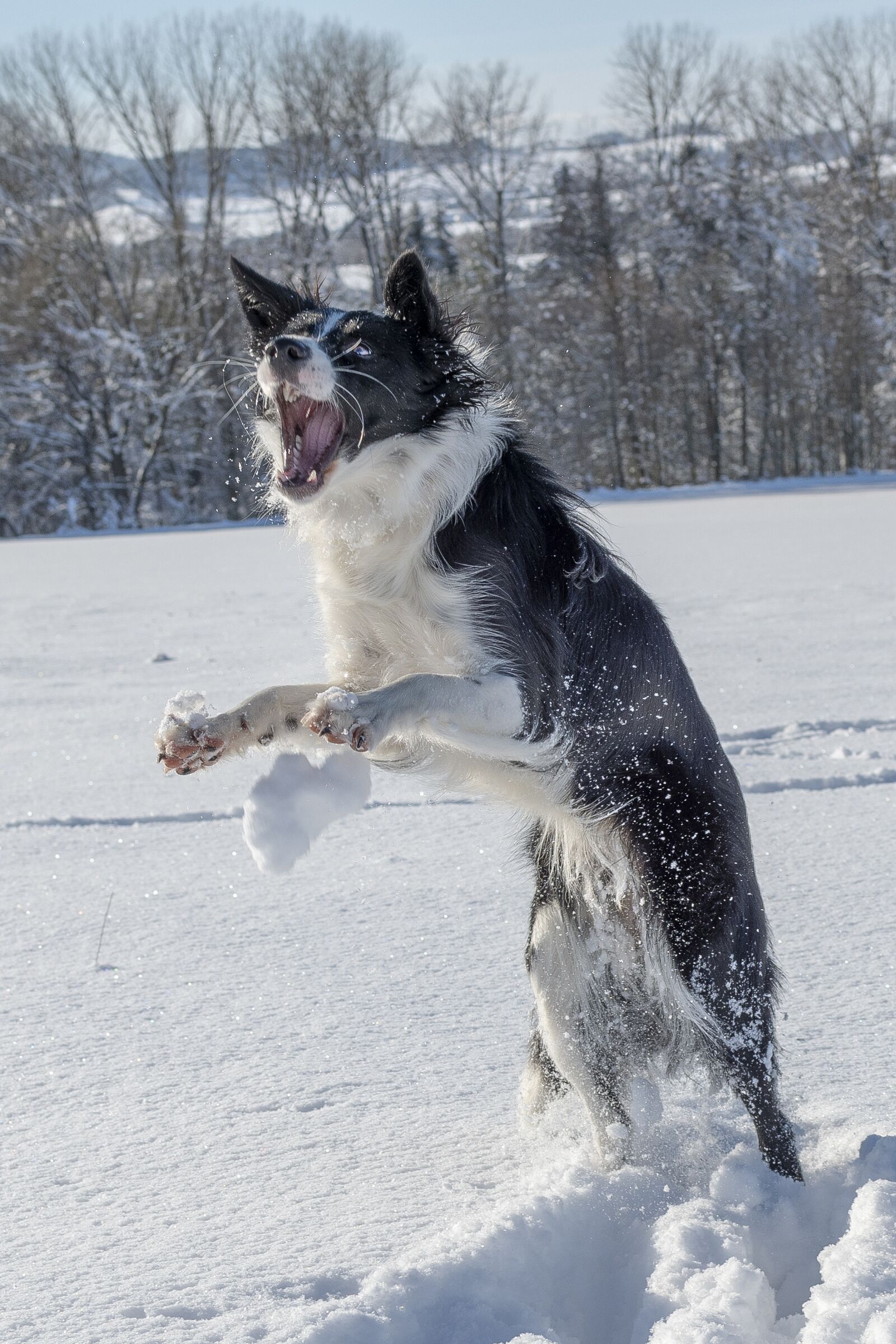 Nikon D7500 sample photo. Dog, animal, snow photography