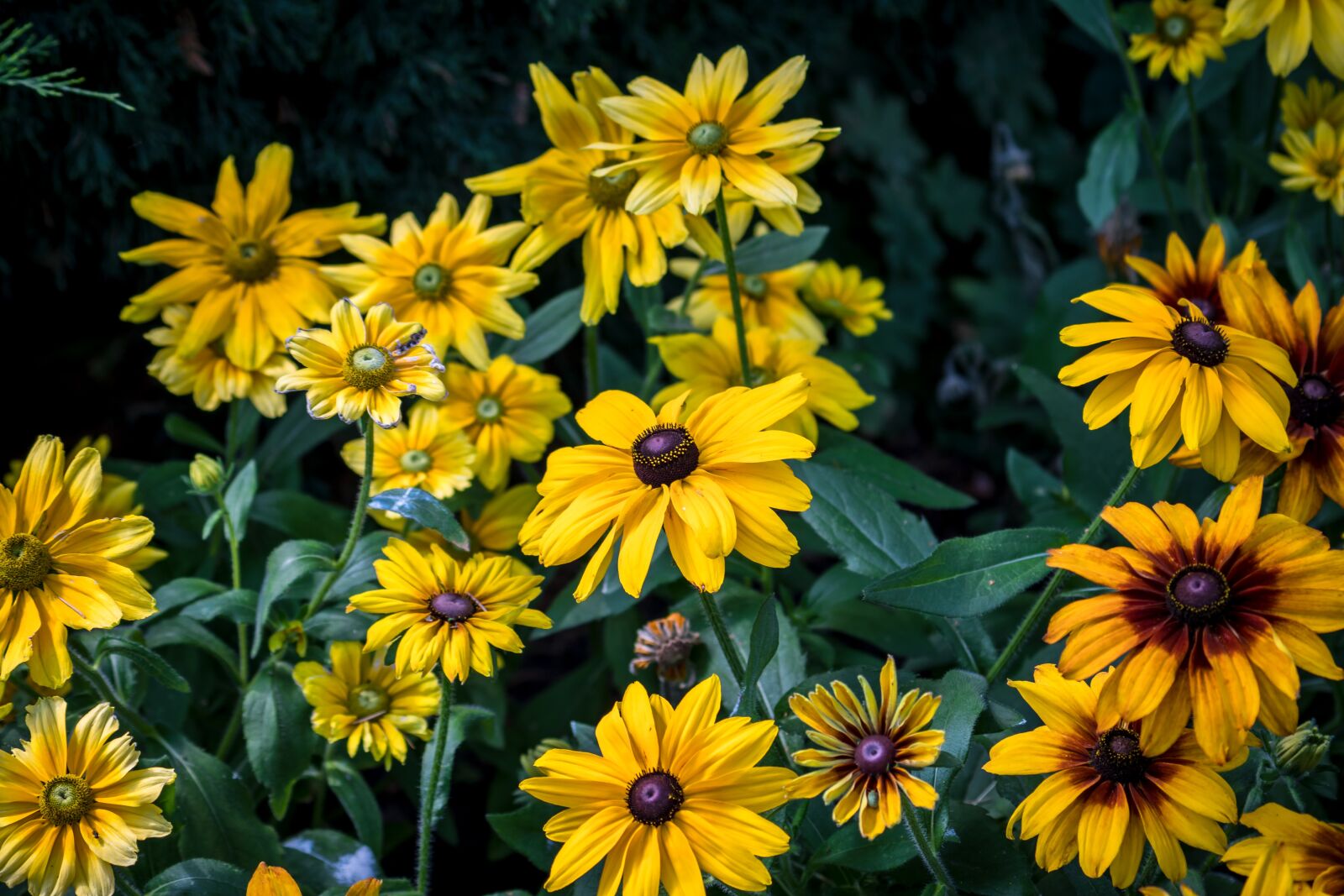 Sony a6500 + Sony FE 70-200mm F4 G OSS sample photo. Flowers, summer, garden photography