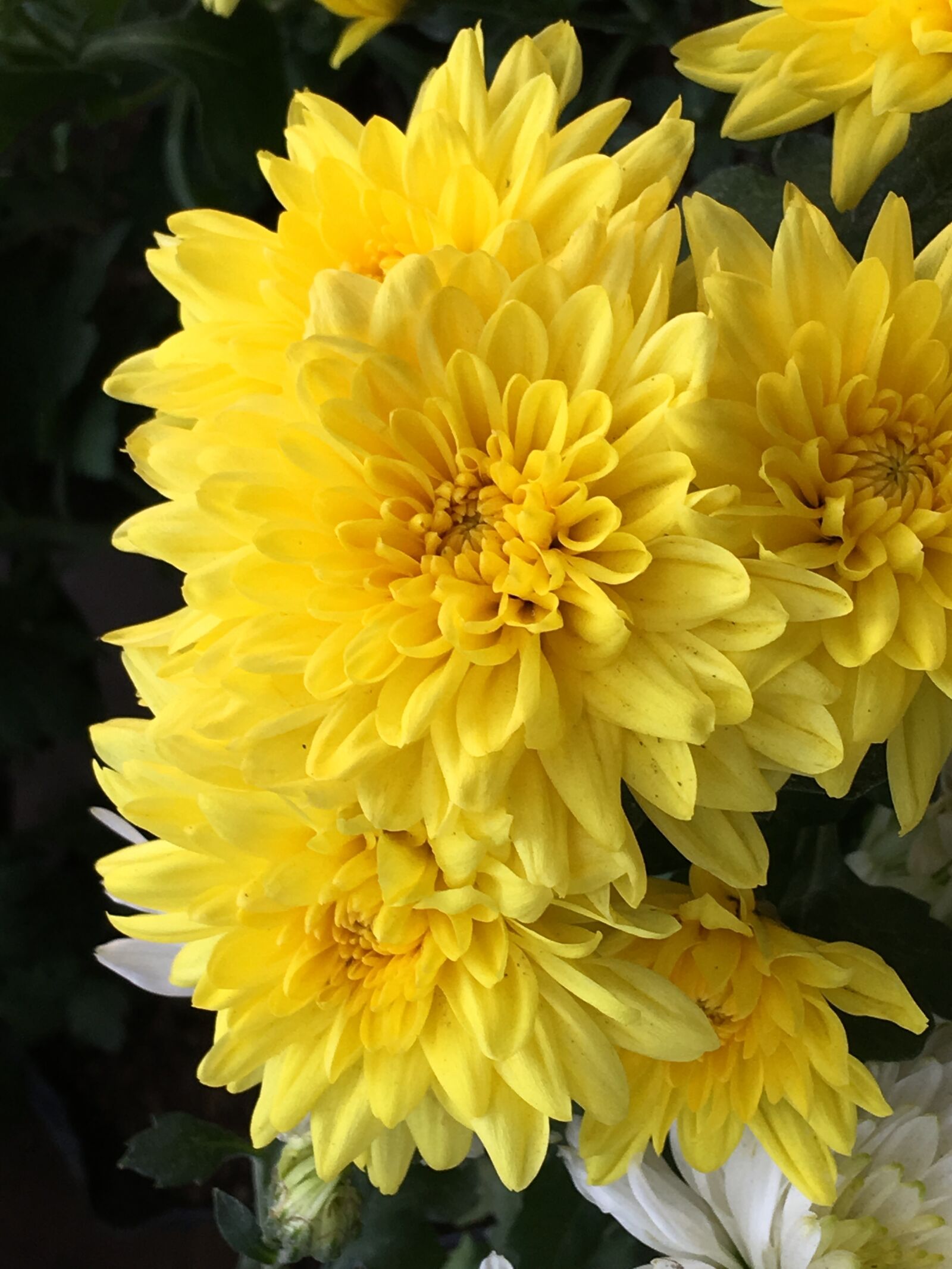 iPhone 6s Plus back camera 4.15mm f/2.2 sample photo. Yellow flowers, petals yellow photography