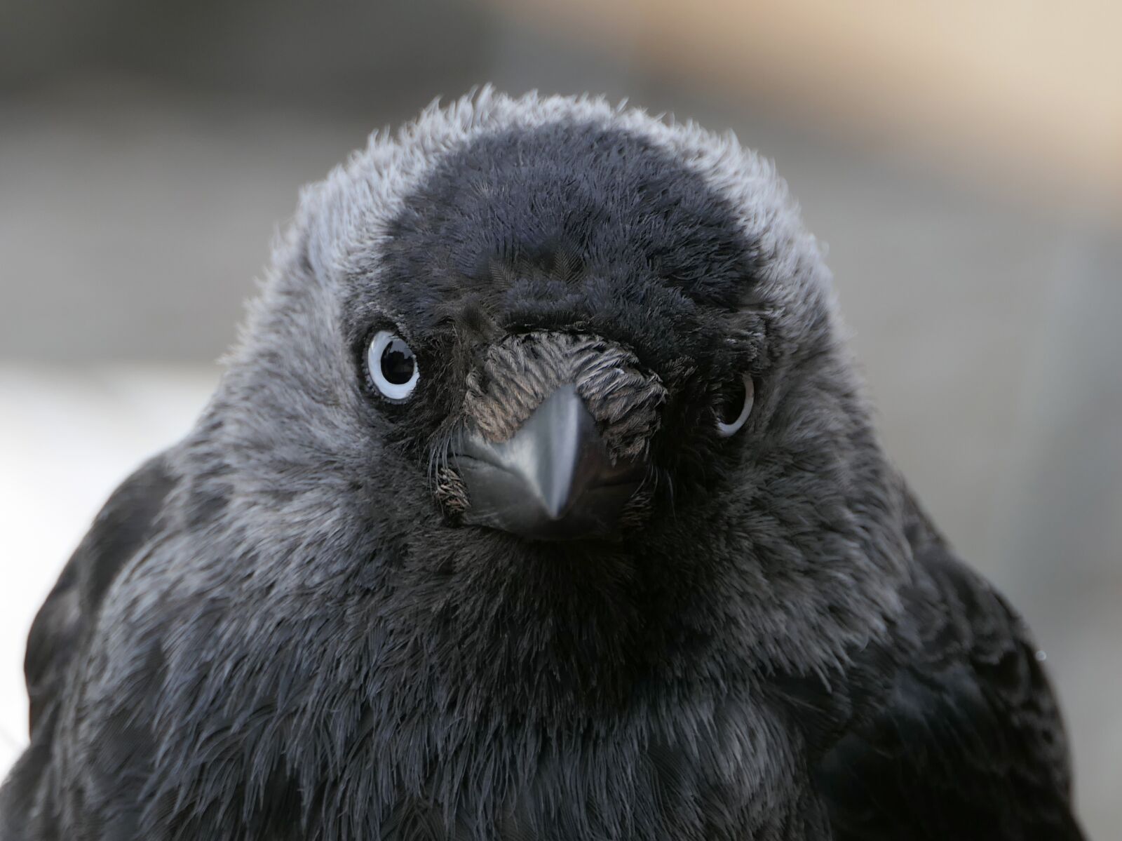 Panasonic Lumix DMC-FZ2500 (Lumix DMC-FZ2000) sample photo. Jackdaw, bird, black photography