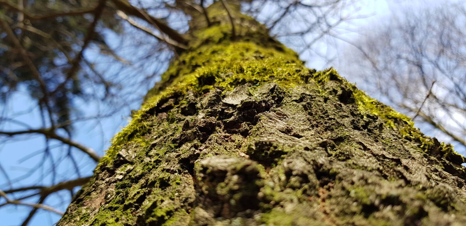 Samsung Galaxy S8+ sample photo. Nature, tree, wood photography