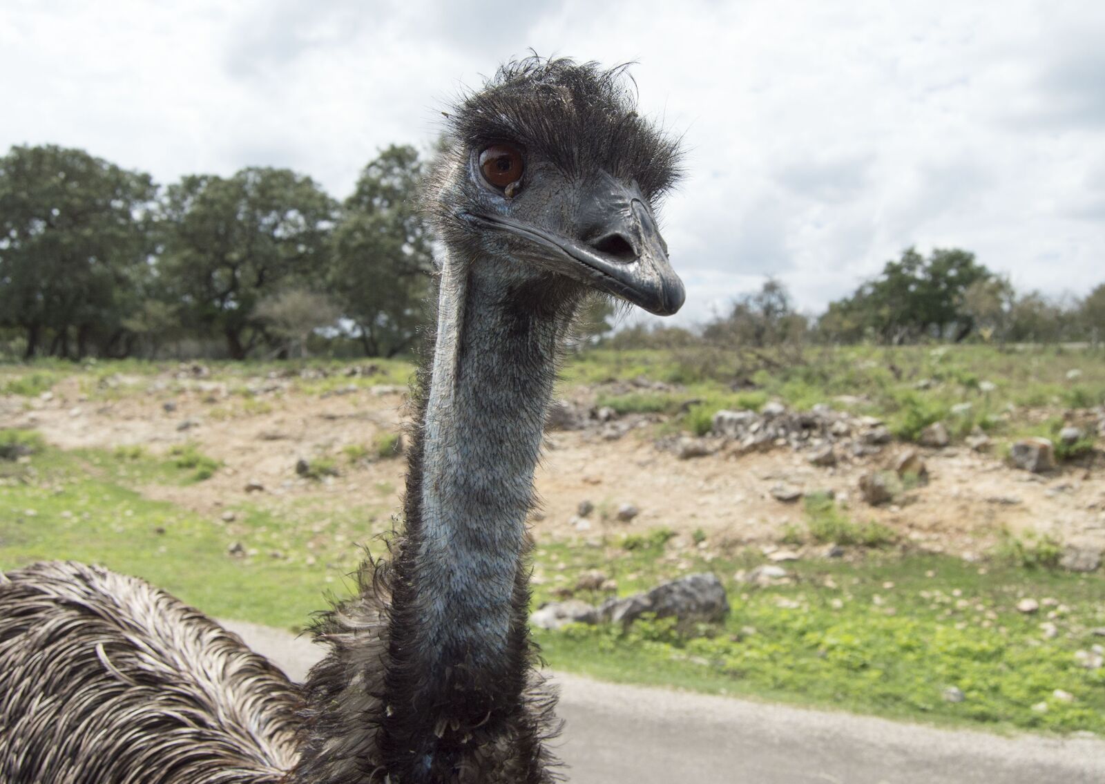 Nikon D3200 sample photo. Ostrich, wild animal, animal photography
