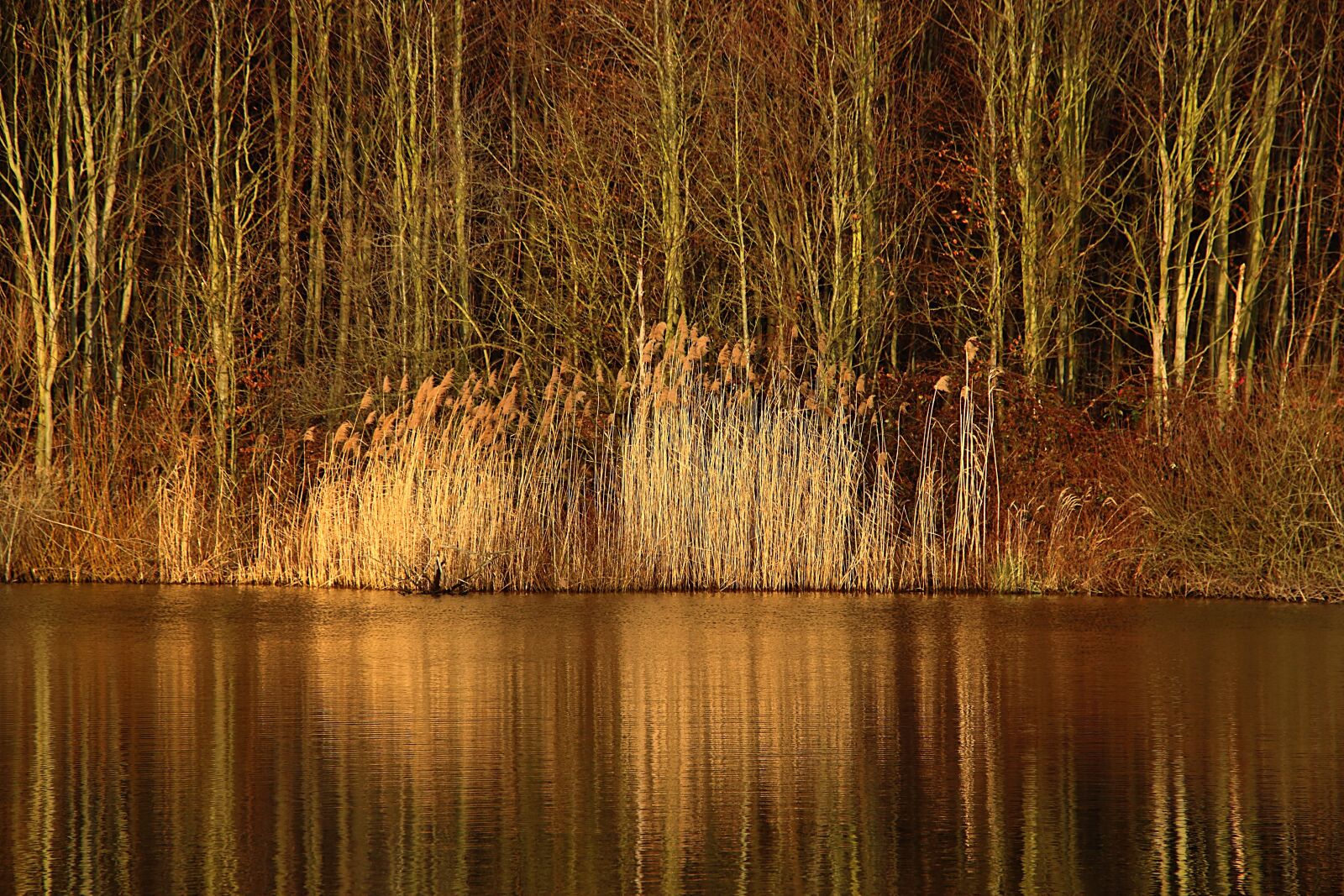 Canon EOS 700D (EOS Rebel T5i / EOS Kiss X7i) sample photo. Reed, mirroring, lake photography