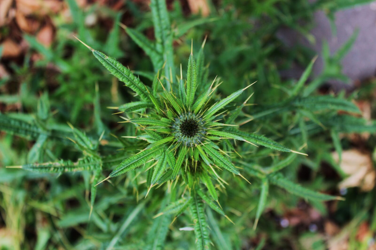 Canon EOS 1300D (EOS Rebel T6 / EOS Kiss X80) sample photo. Thistle, weed, bites photography
