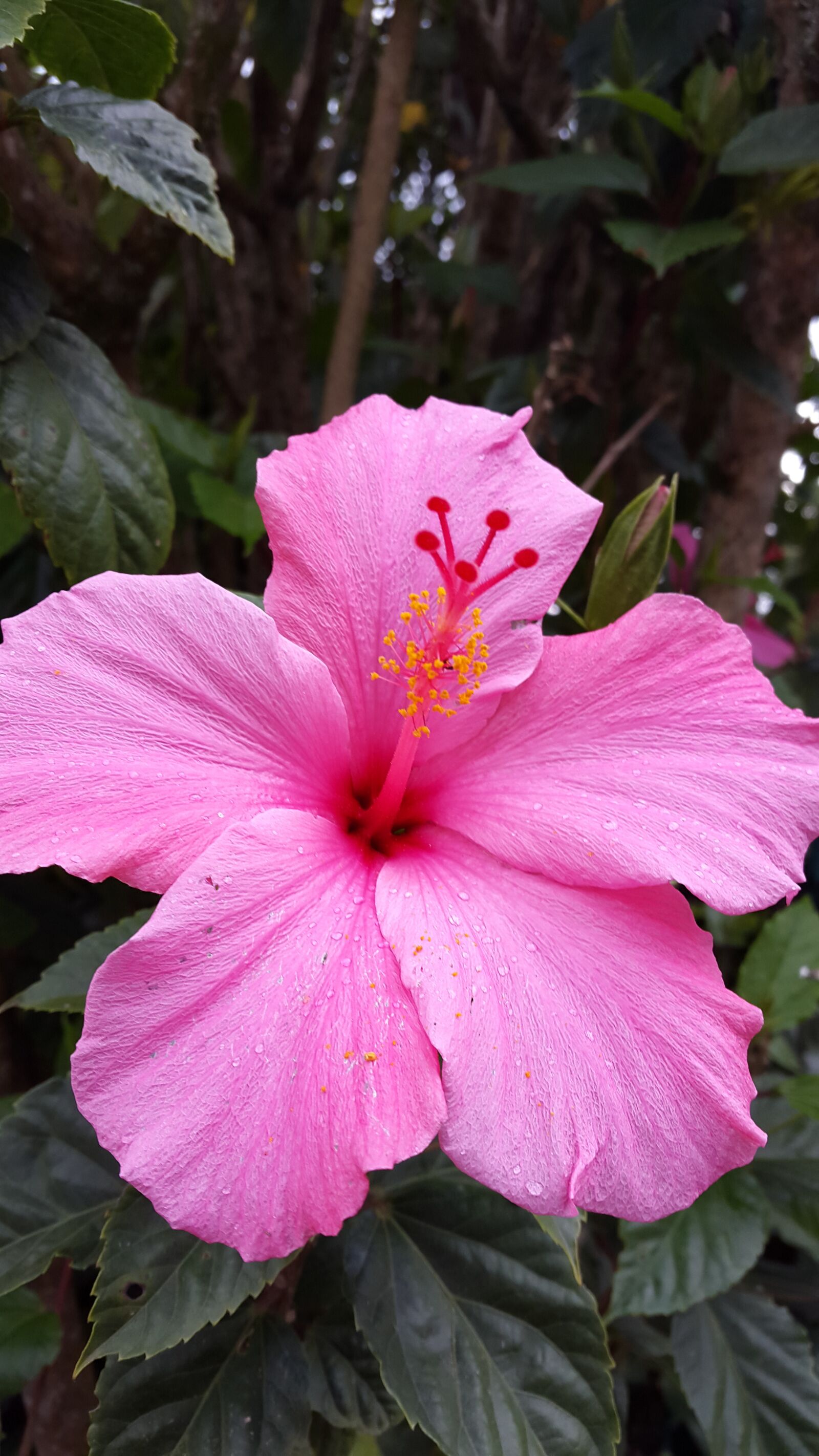Samsung Galaxy S5 sample photo. Flower, flora, spring photography