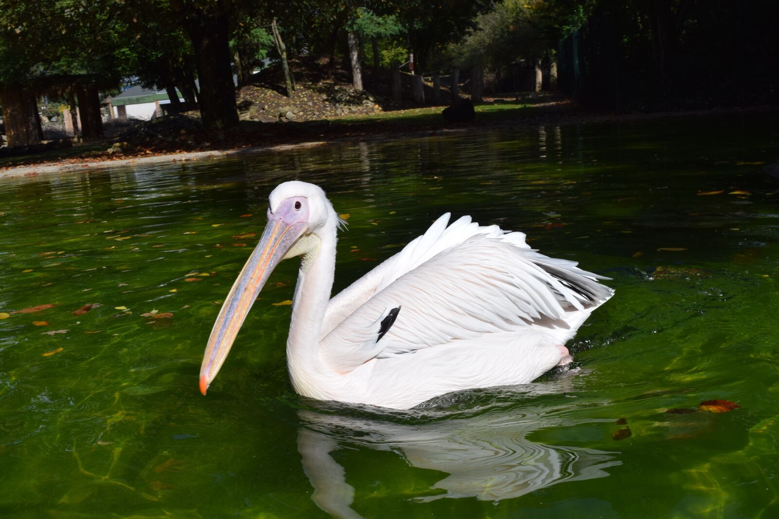 Nikon D3300 sample photo. Pelikan, swim, bird photography