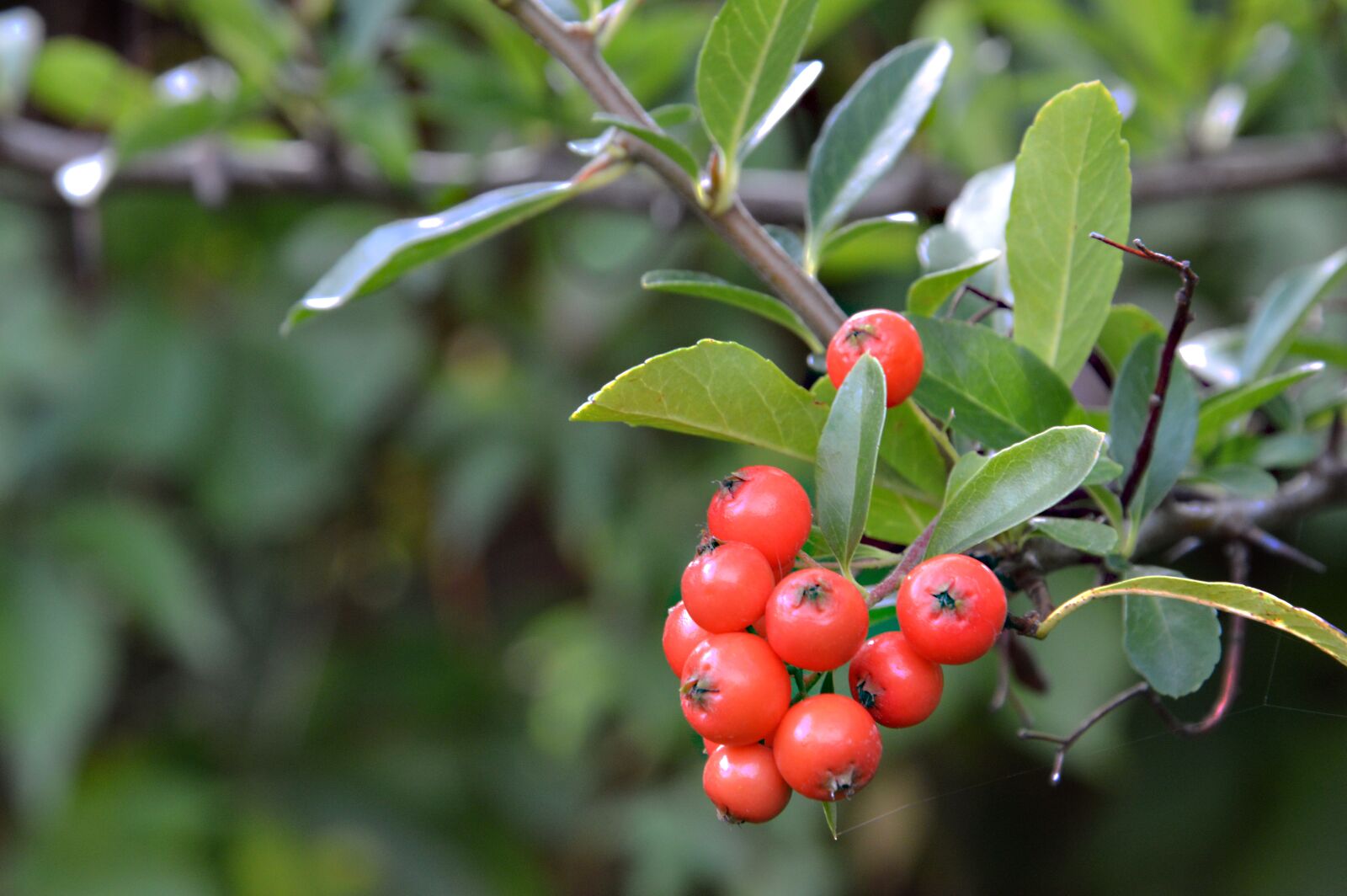 Nikon D3200 sample photo. Holly, ilex, plant photography