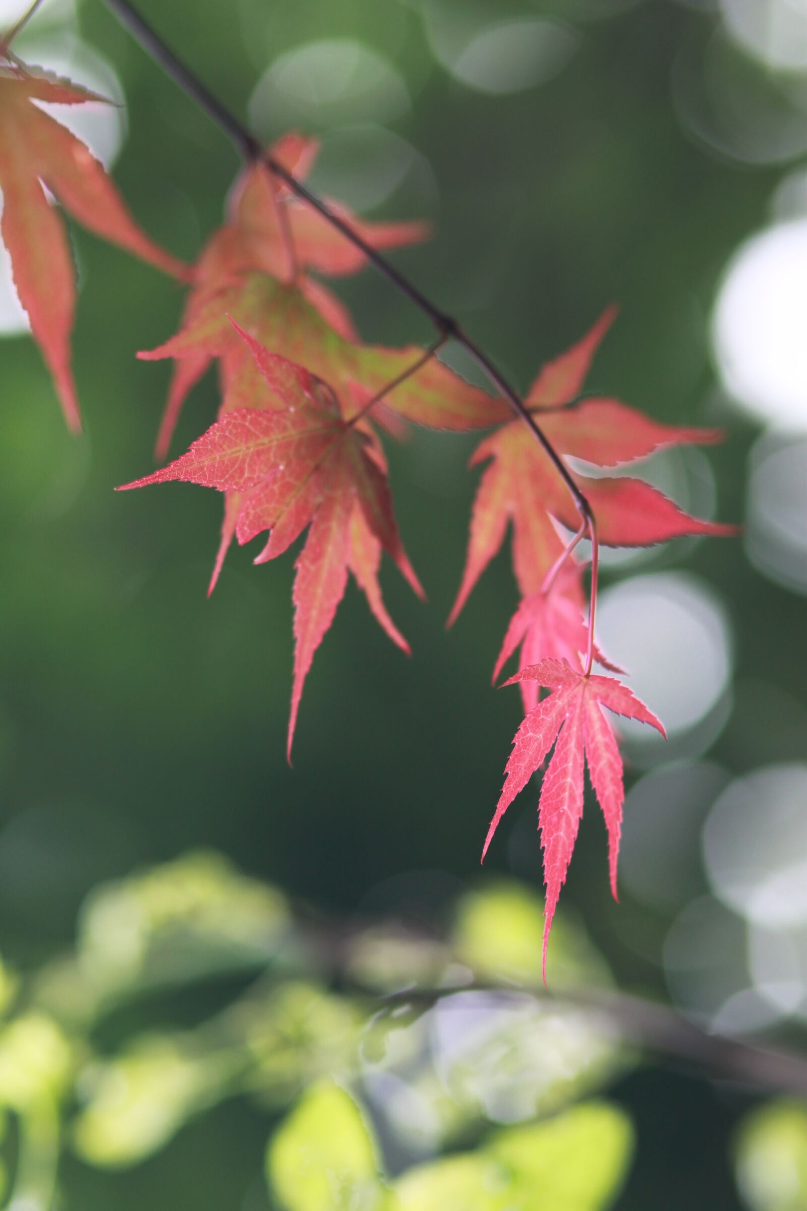 Canon EOS 500D (EOS Rebel T1i / EOS Kiss X3) sample photo. Nature, plants, wood photography