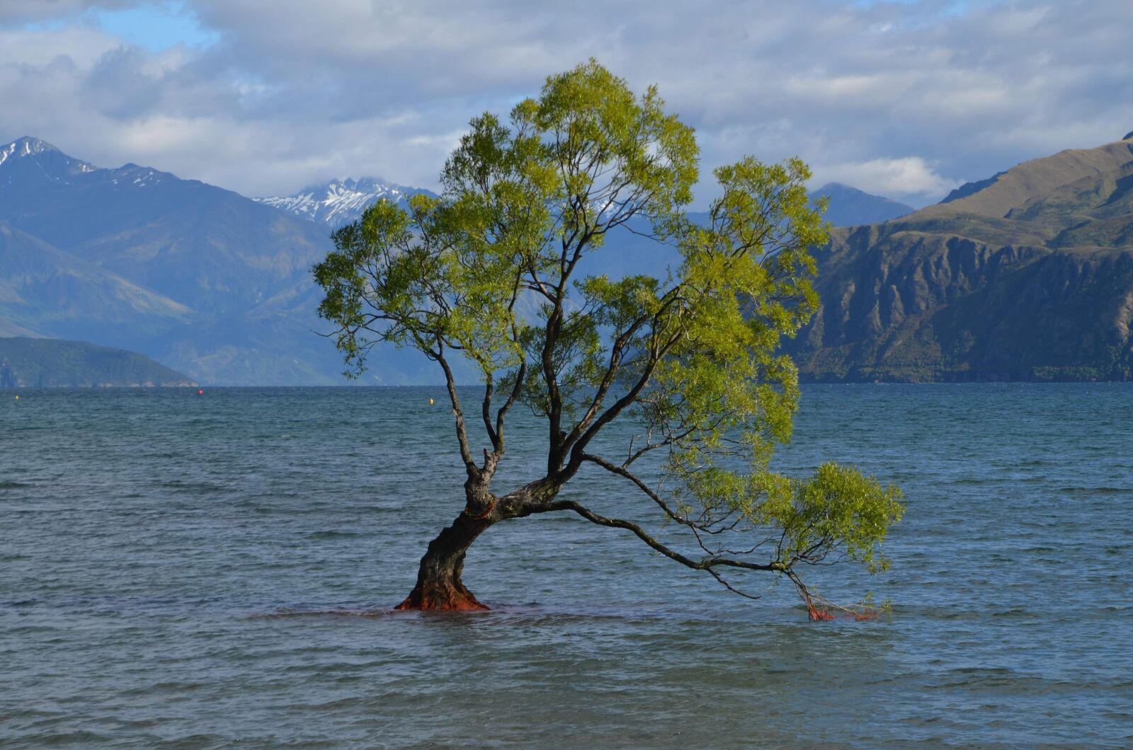 Nikon D5100 sample photo. Wanaka tree, new zealand photography