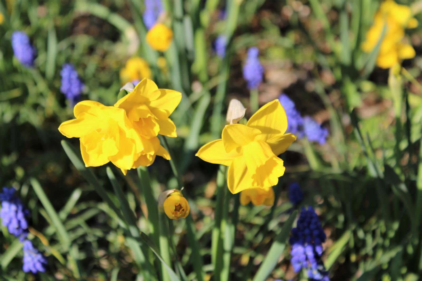 Canon EOS 2000D (EOS Rebel T7 / EOS Kiss X90 / EOS 1500D) sample photo. Spring, flowers, nature photography