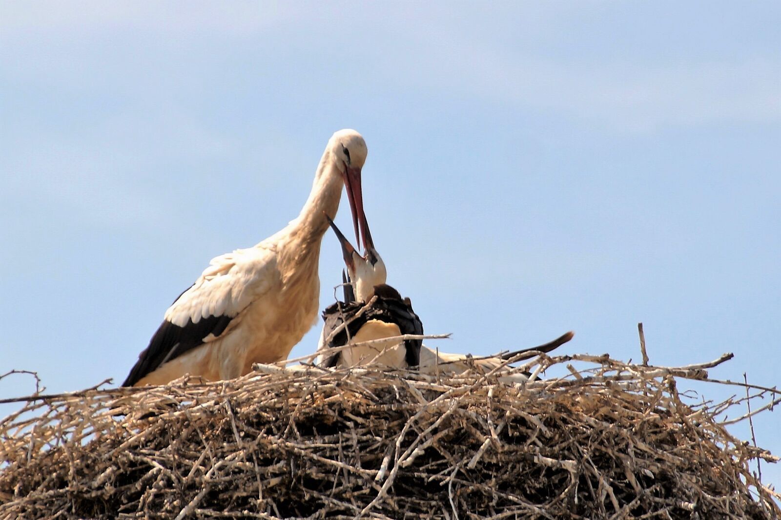 Sony SLT-A58 sample photo. Stork, nest, feeding photography