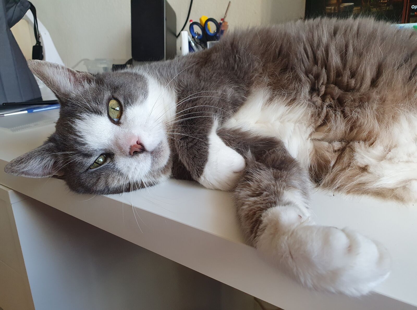 Samsung Galaxy S10 sample photo. Cat, gray, is photography