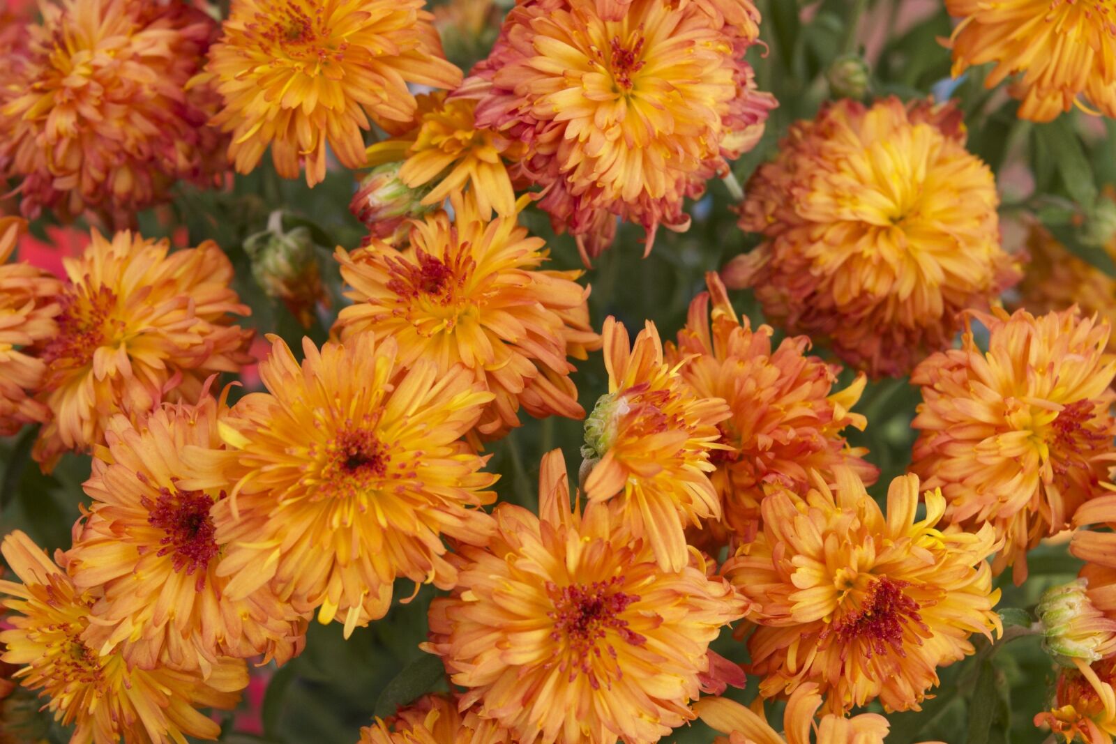Nikon D3300 sample photo. Orange flowers, botanical, bloom photography