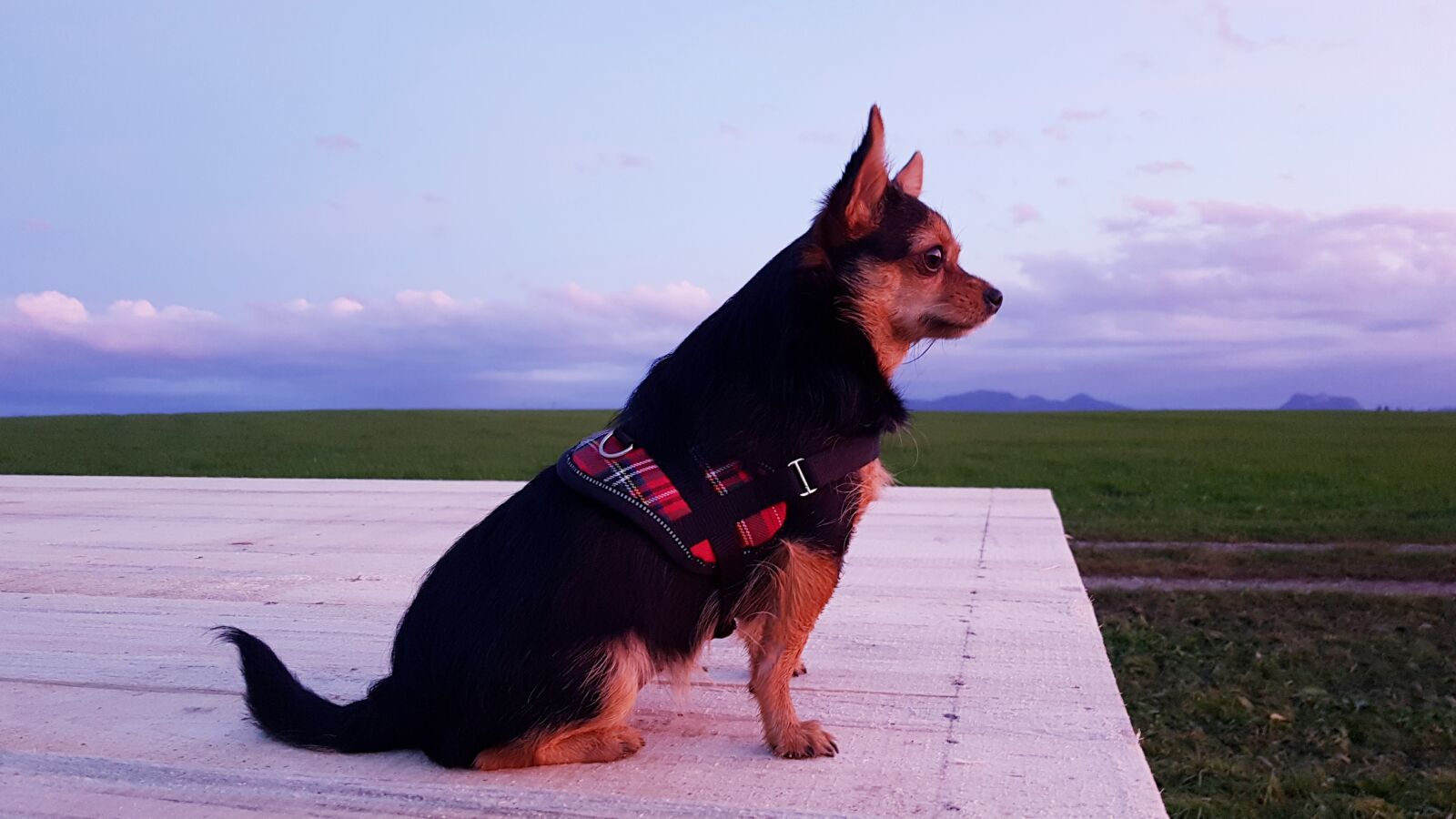Samsung Galaxy S7 Edge sample photo. Dog, chihuahua, yorkymix photography