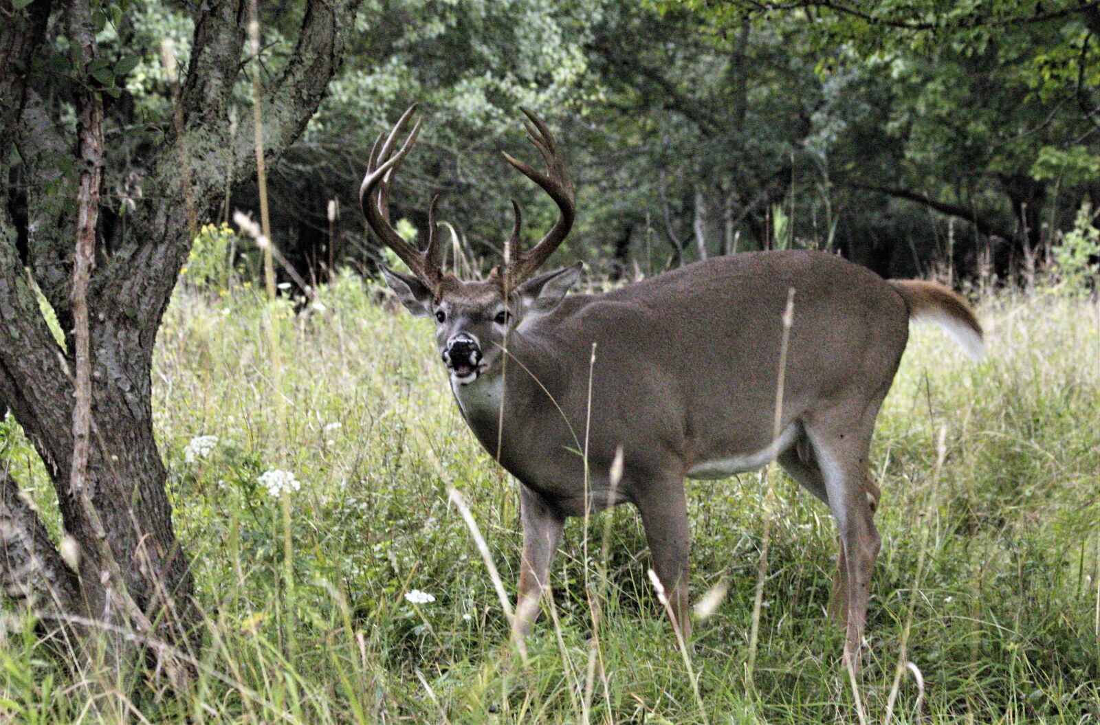 Canon EOS 1300D (EOS Rebel T6 / EOS Kiss X80) sample photo. Rut, buck, whitetail photography