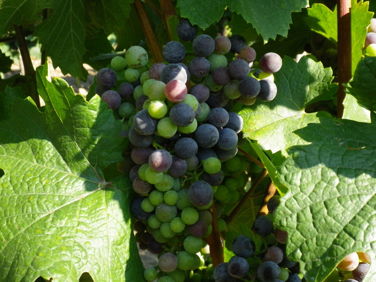 Pentax Optio H90 sample photo. Grapes, green, blue photography