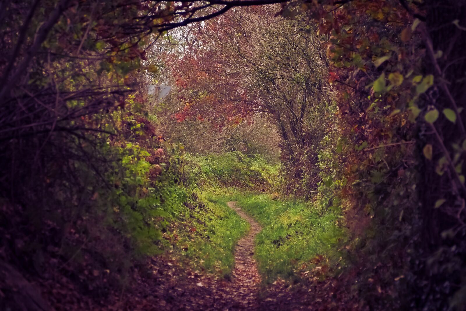 Olympus OM-D E-M10 sample photo. Forest, autumn, nature photography
