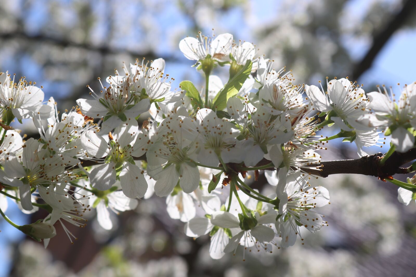 Canon EOS 200D (EOS Rebel SL2 / EOS Kiss X9) sample photo. Plum, spring, flower photography