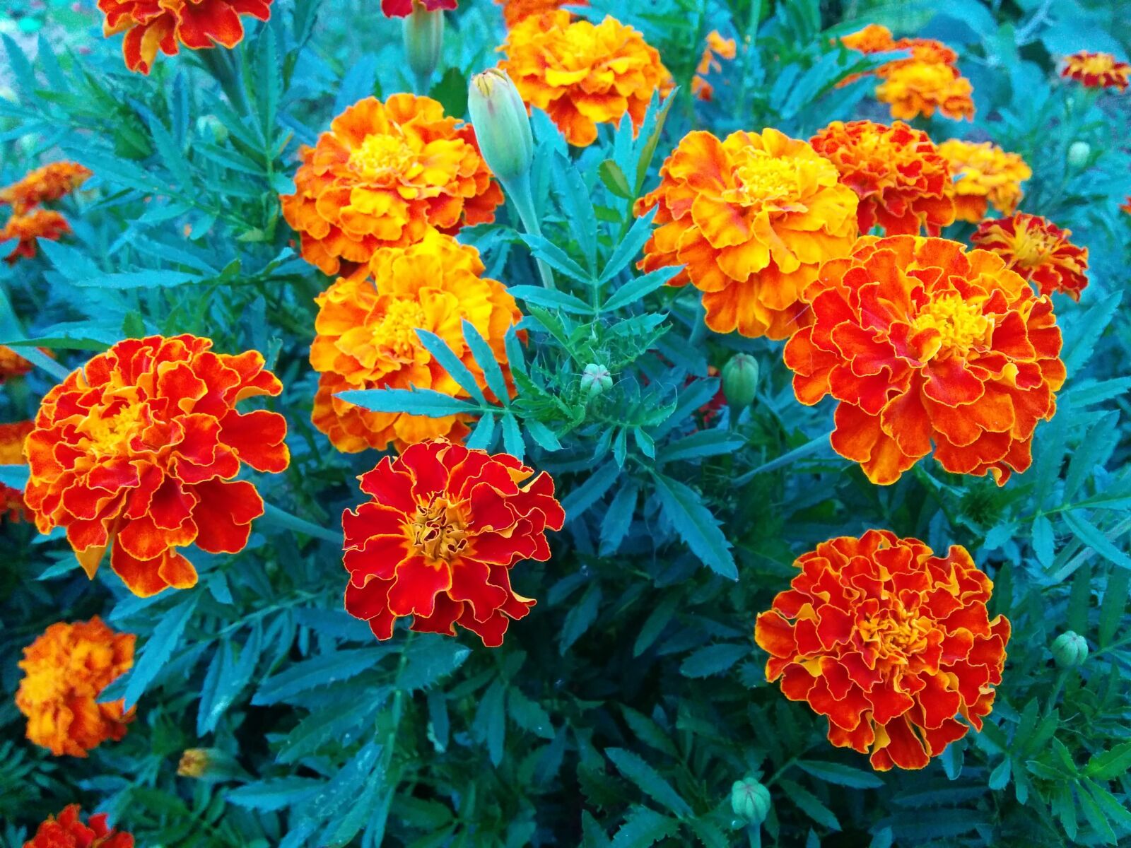 LG Nexus 5 sample photo. Garden, flowers, marigold photography