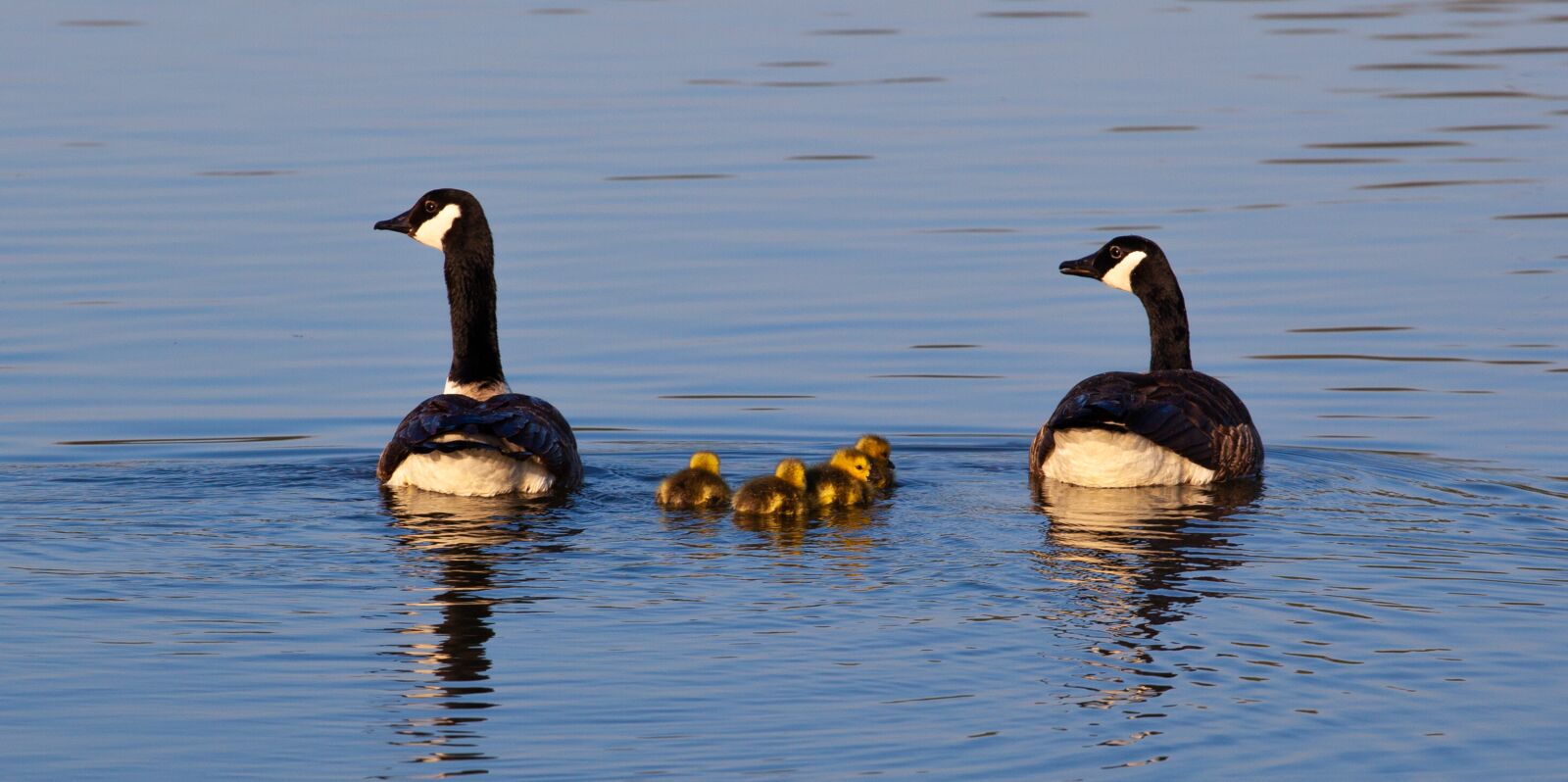 Canon EF 70-200mm F4L USM sample photo. Geese and goslings, geese photography