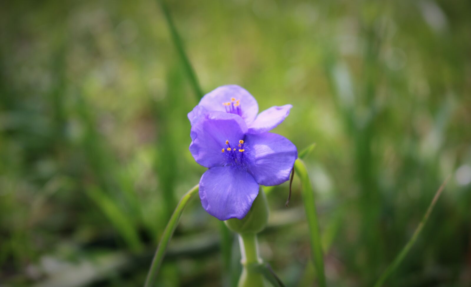 Canon EOS 750D (EOS Rebel T6i / EOS Kiss X8i) sample photo. Nature, flora, flower photography