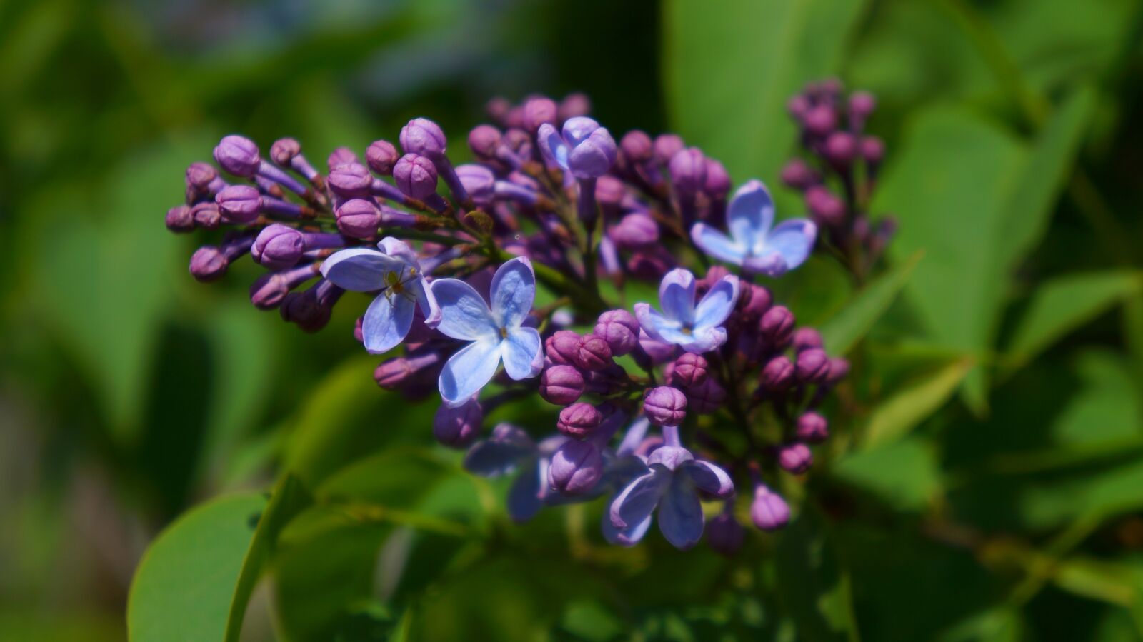 Sony Alpha a3000 + Sony E 18-55mm F3.5-5.6 OSS sample photo. Nature, plants, violet photography