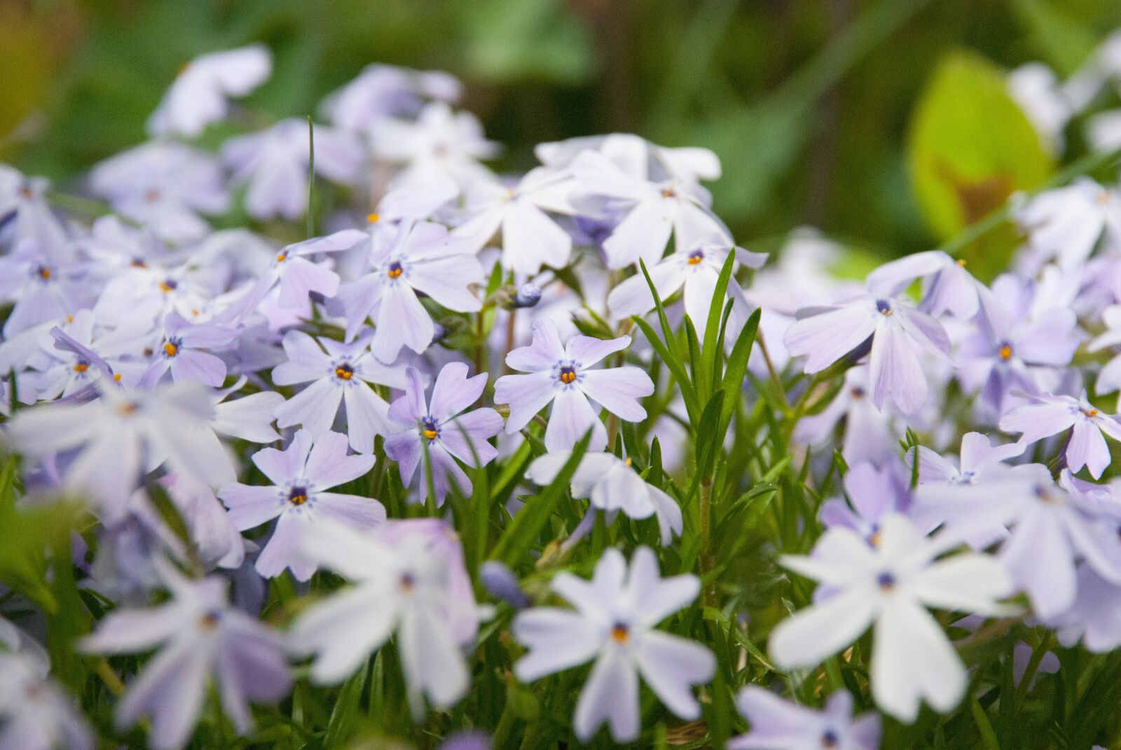 Nikon D80 sample photo. Flowers, spring, garden photography