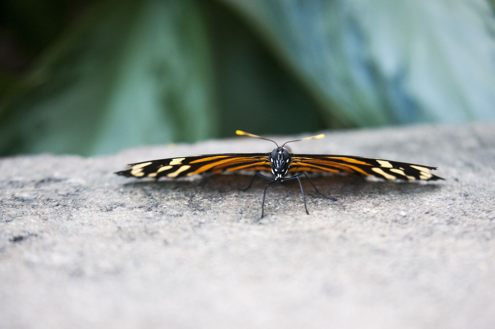 Nikon D300 sample photo. Butterfly, insect, nature photography