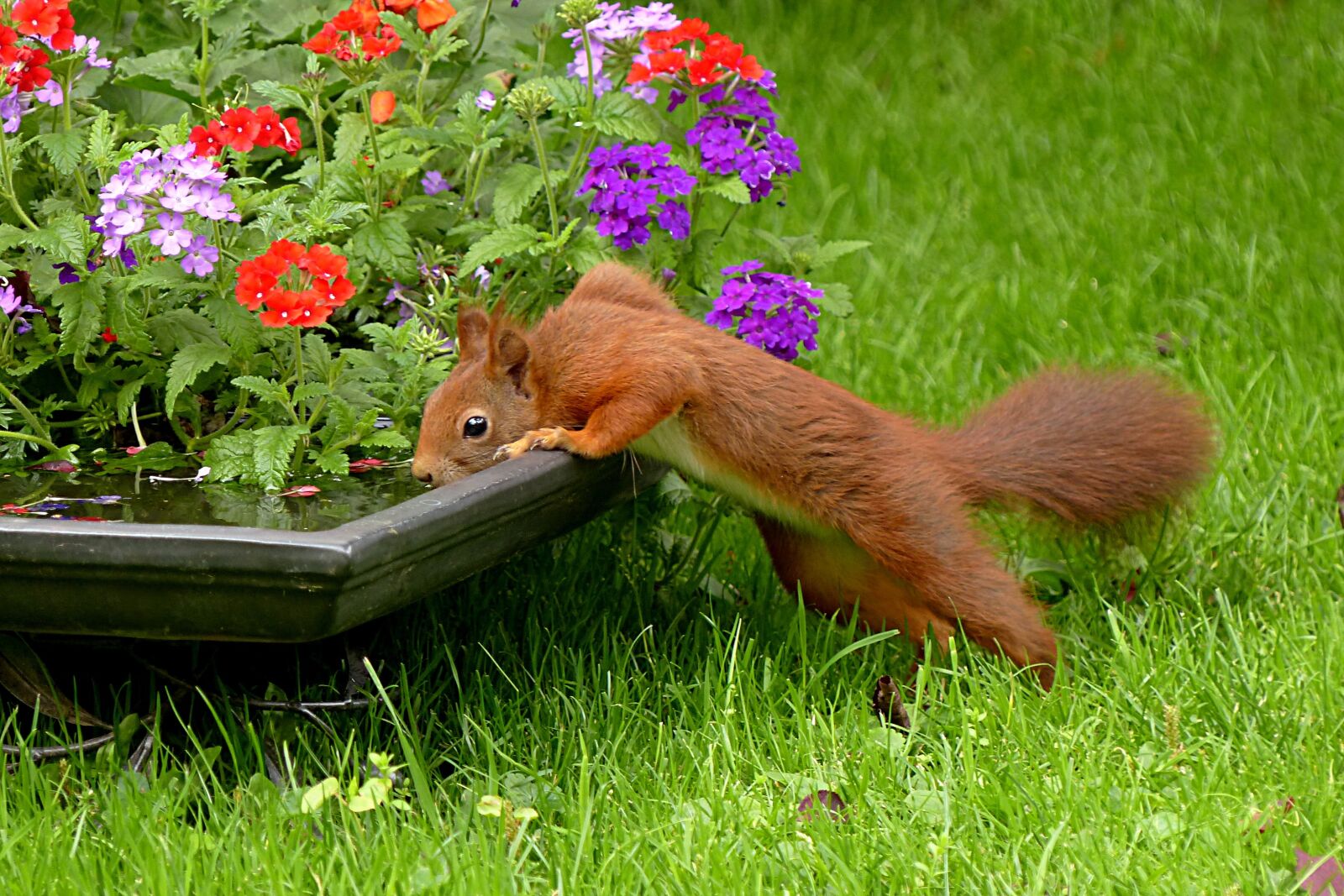Panasonic Lumix DMC-FZ200 sample photo. Squirrel, sciurus vulgaris major photography