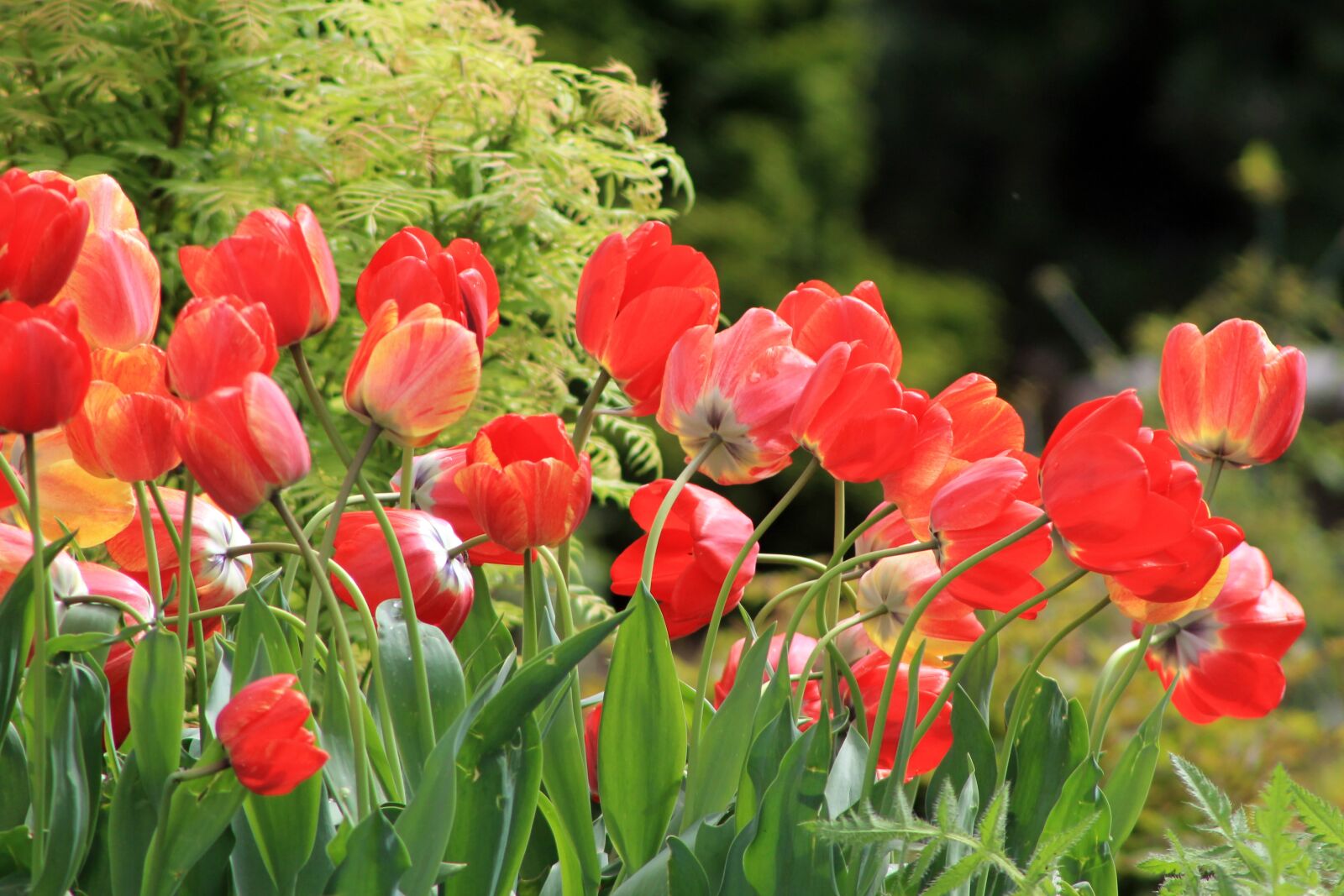 Canon EOS 1100D (EOS Rebel T3 / EOS Kiss X50) sample photo. Tulips, spring, flowers photography