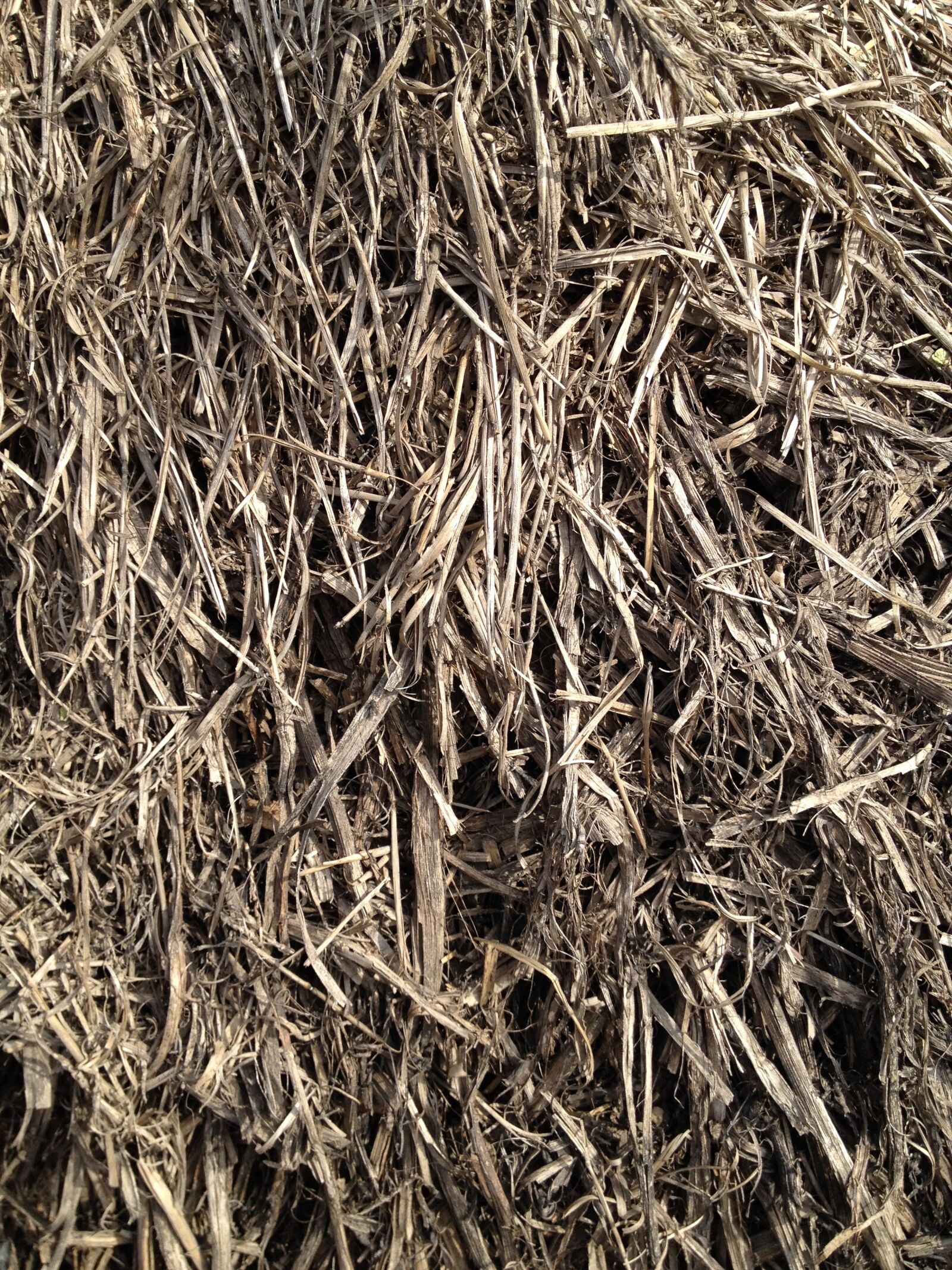 Apple iPhone 4S sample photo. Straw, grain, grass photography