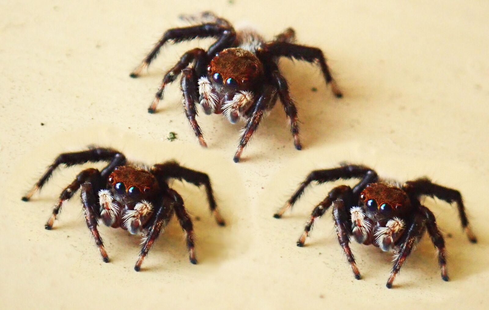 Olympus TG-5 sample photo. Spiders, arachnid, jumping spiders photography