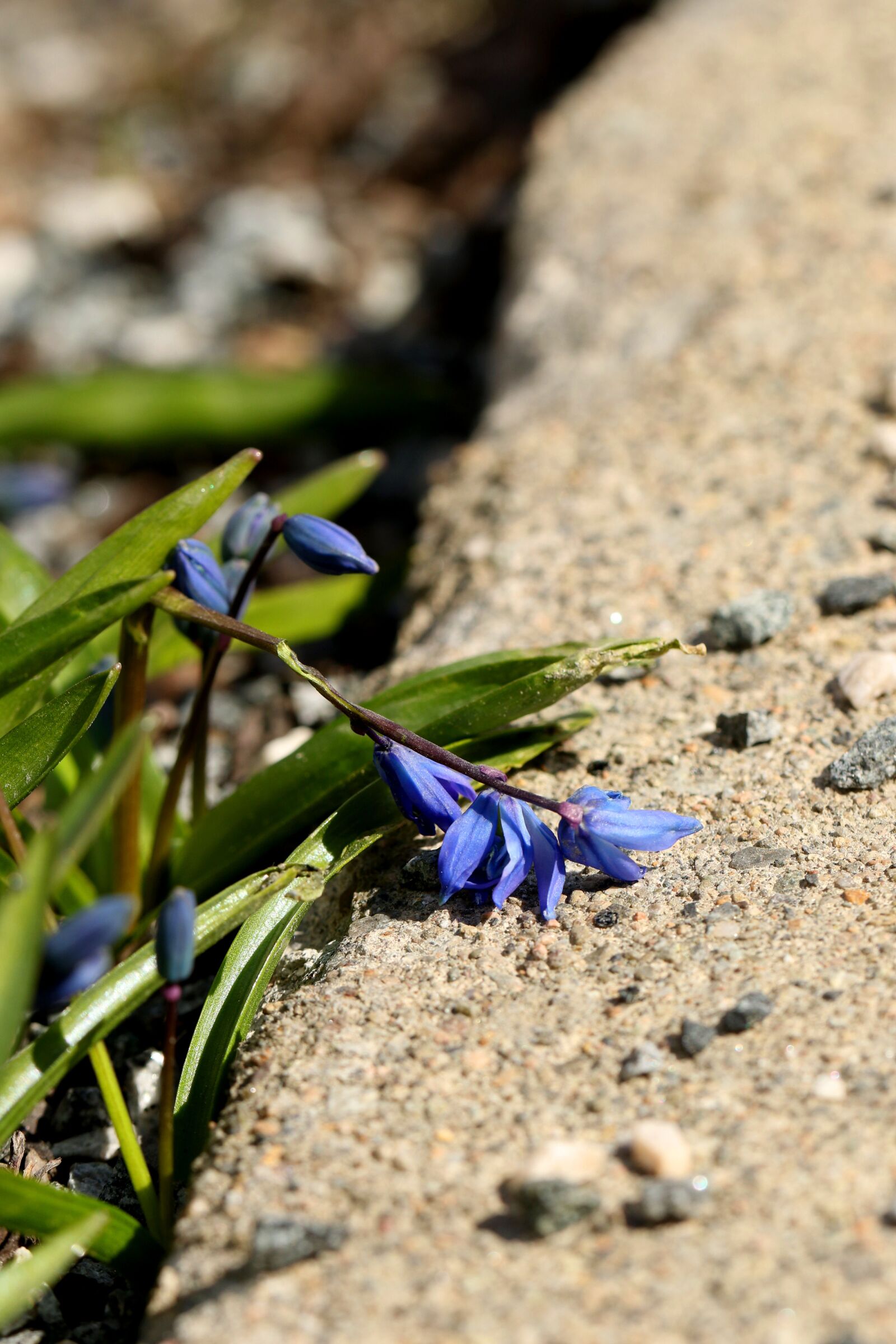 Canon EOS 7D Mark II sample photo. Nature, outdoors, flora photography