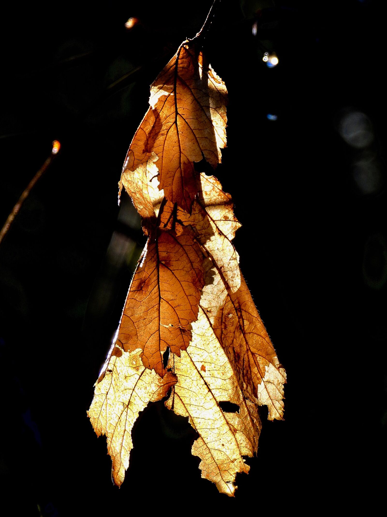 Nikon Coolpix P1000 sample photo. Leaf, light, nature photography