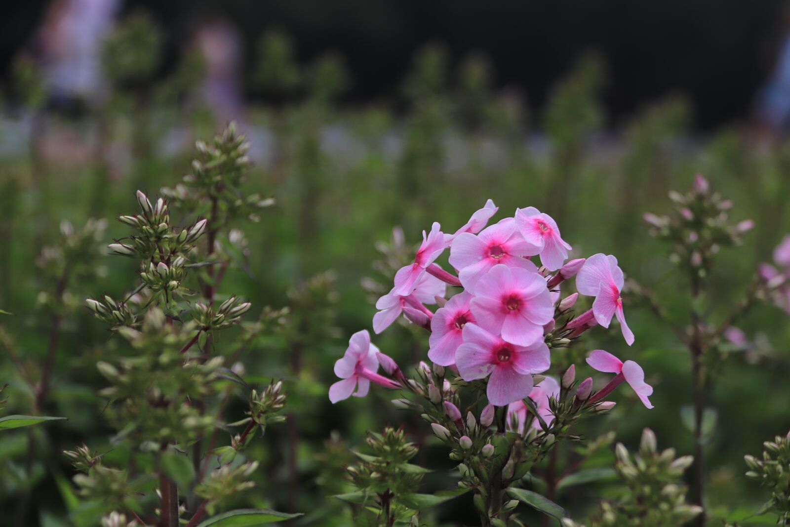Canon EOS 800D (EOS Rebel T7i / EOS Kiss X9i) sample photo. Flowers, summer, spring photography