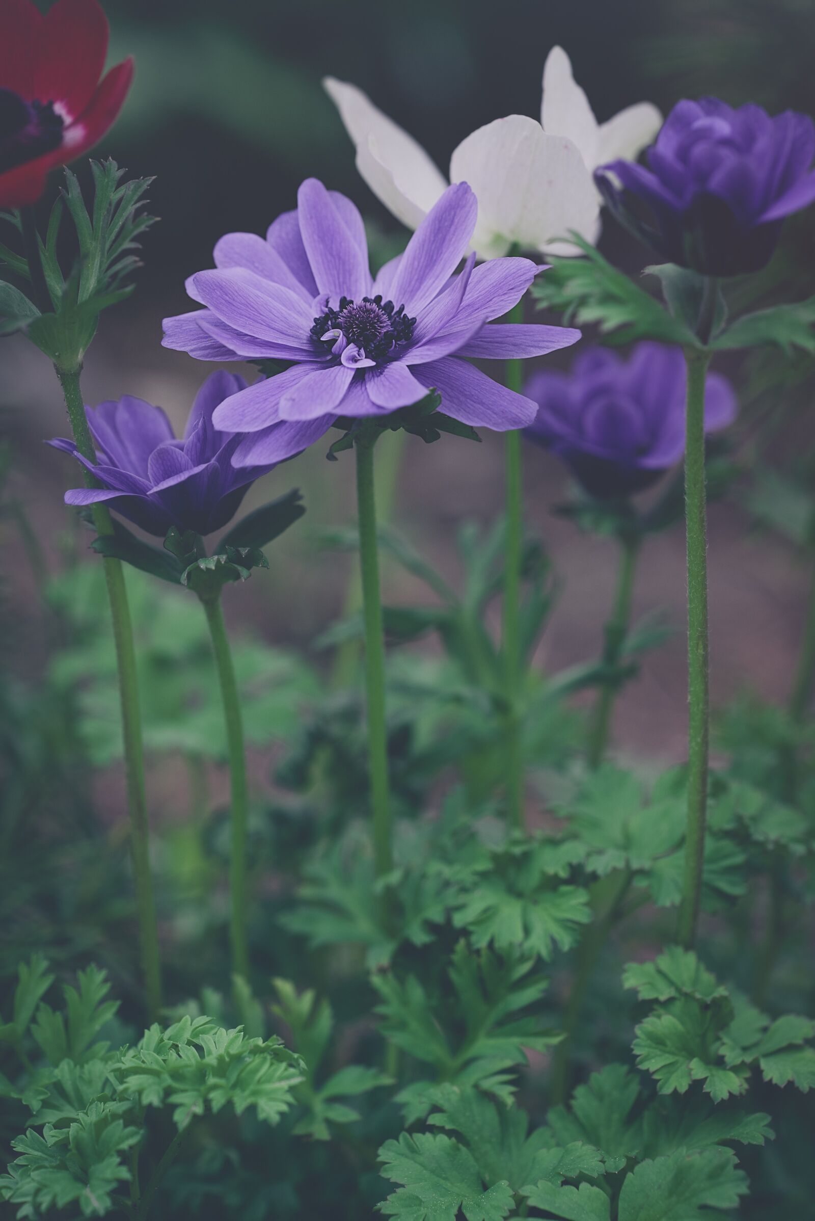 Nikon D750 sample photo. Anemones, blue, blue anemones photography