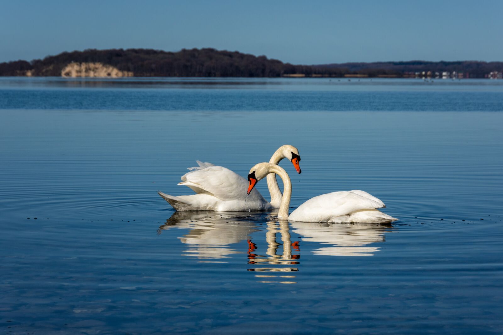 Nikon D7200 sample photo. Swan, pair, love photography