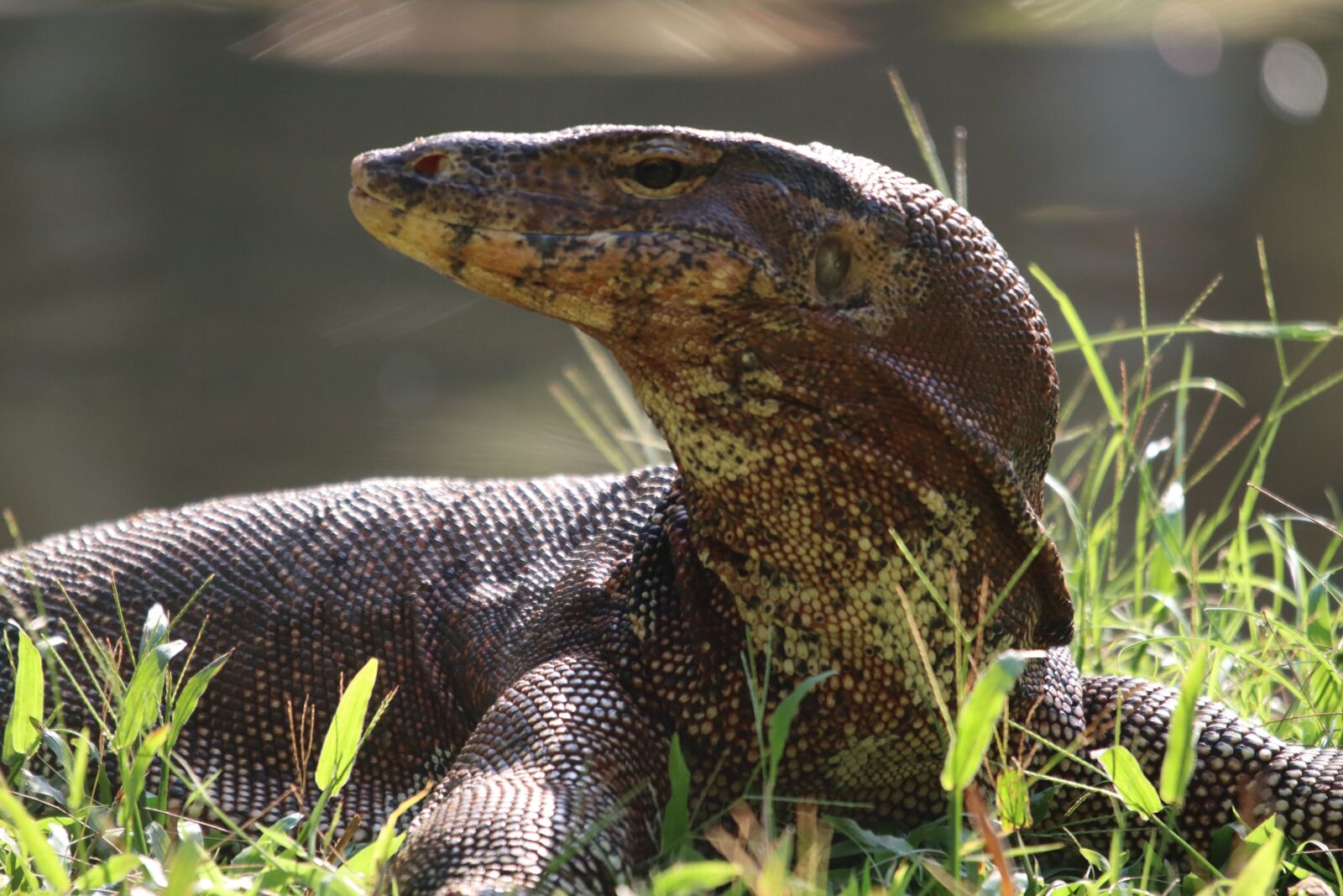 Canon EOS M50 (EOS Kiss M) sample photo. Monitor, lizard, reptile photography