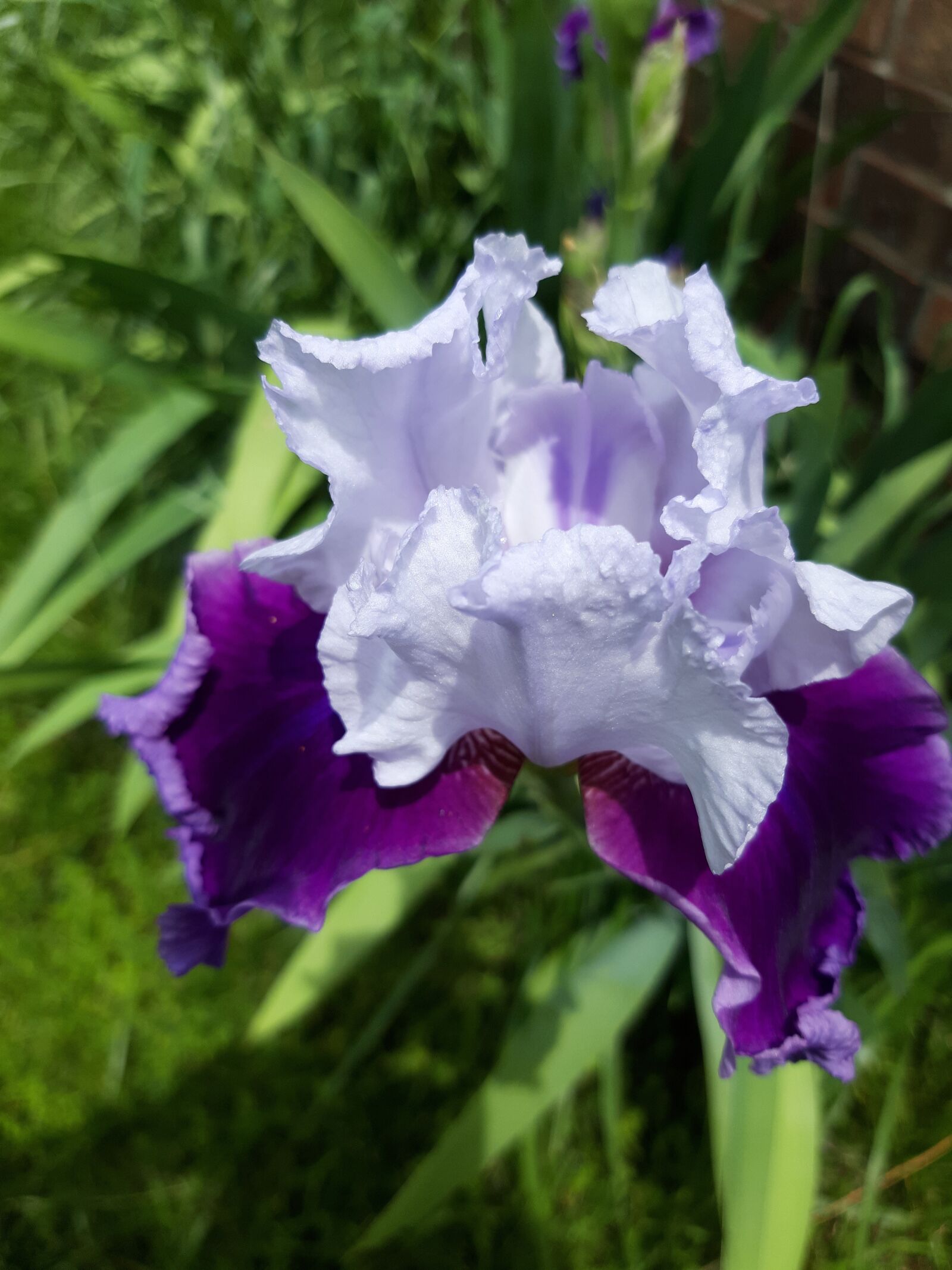 Samsung Galaxy A6 sample photo. Double, bearded, iris photography