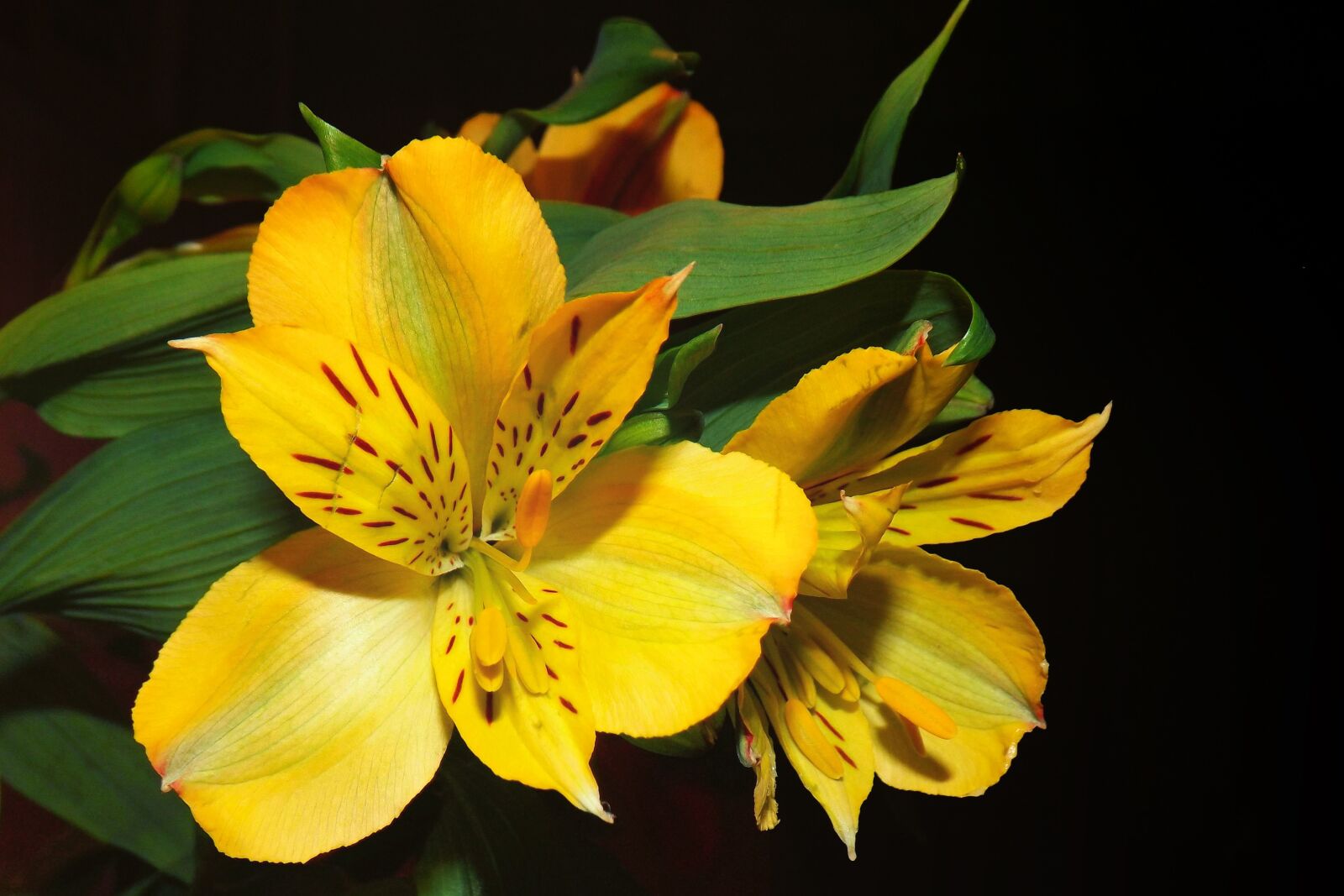 Fujifilm FinePix S4300 sample photo. Lily, yellow, blossom photography