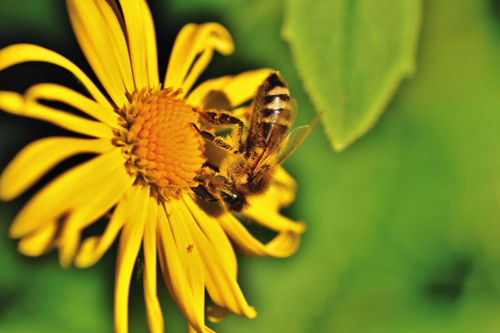 Nikon D7200 sample photo. Bee, honey bee, insect photography