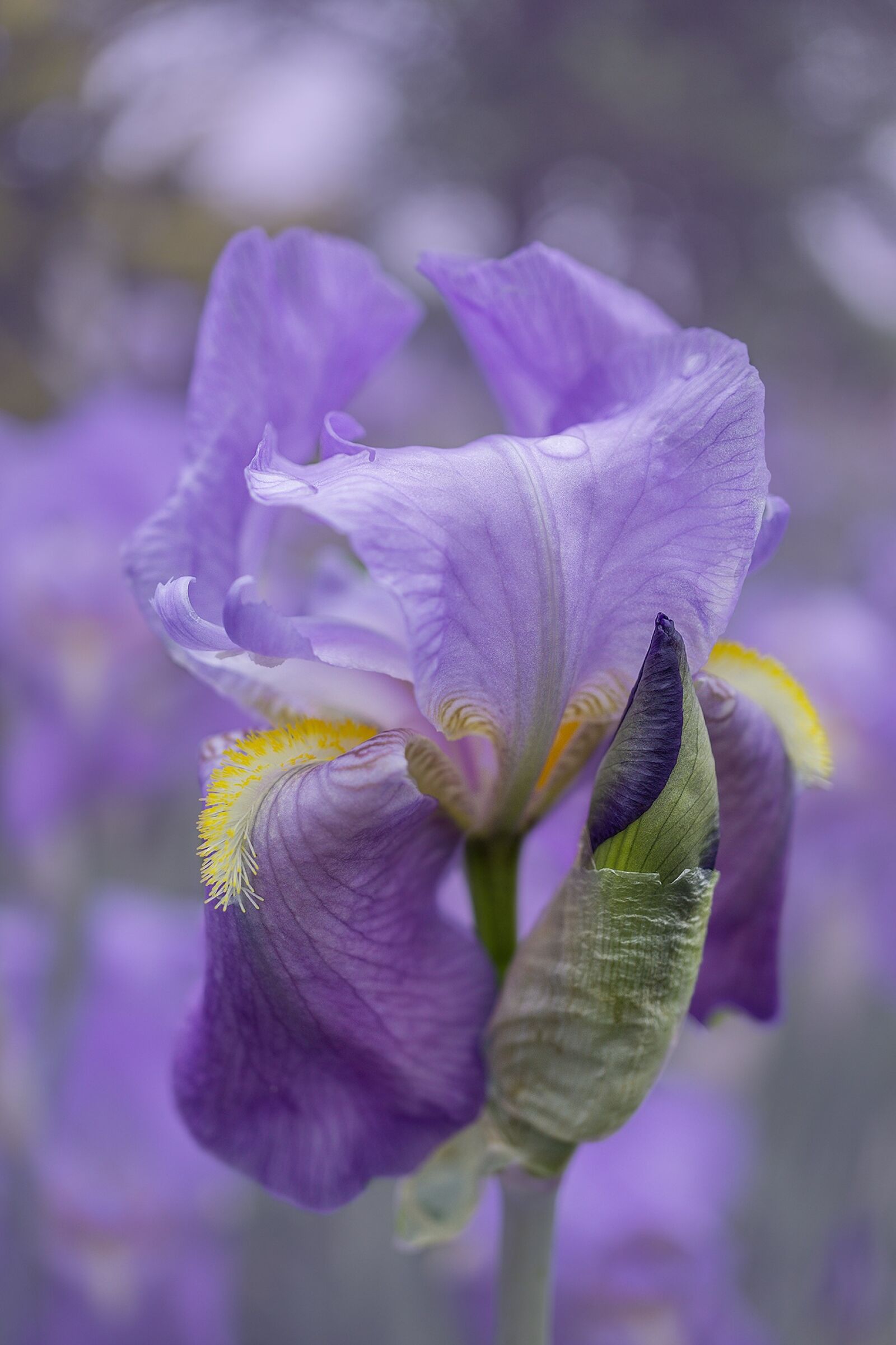 Sony E 30mm F3.5 Macro sample photo. Iris, purple, blossom photography
