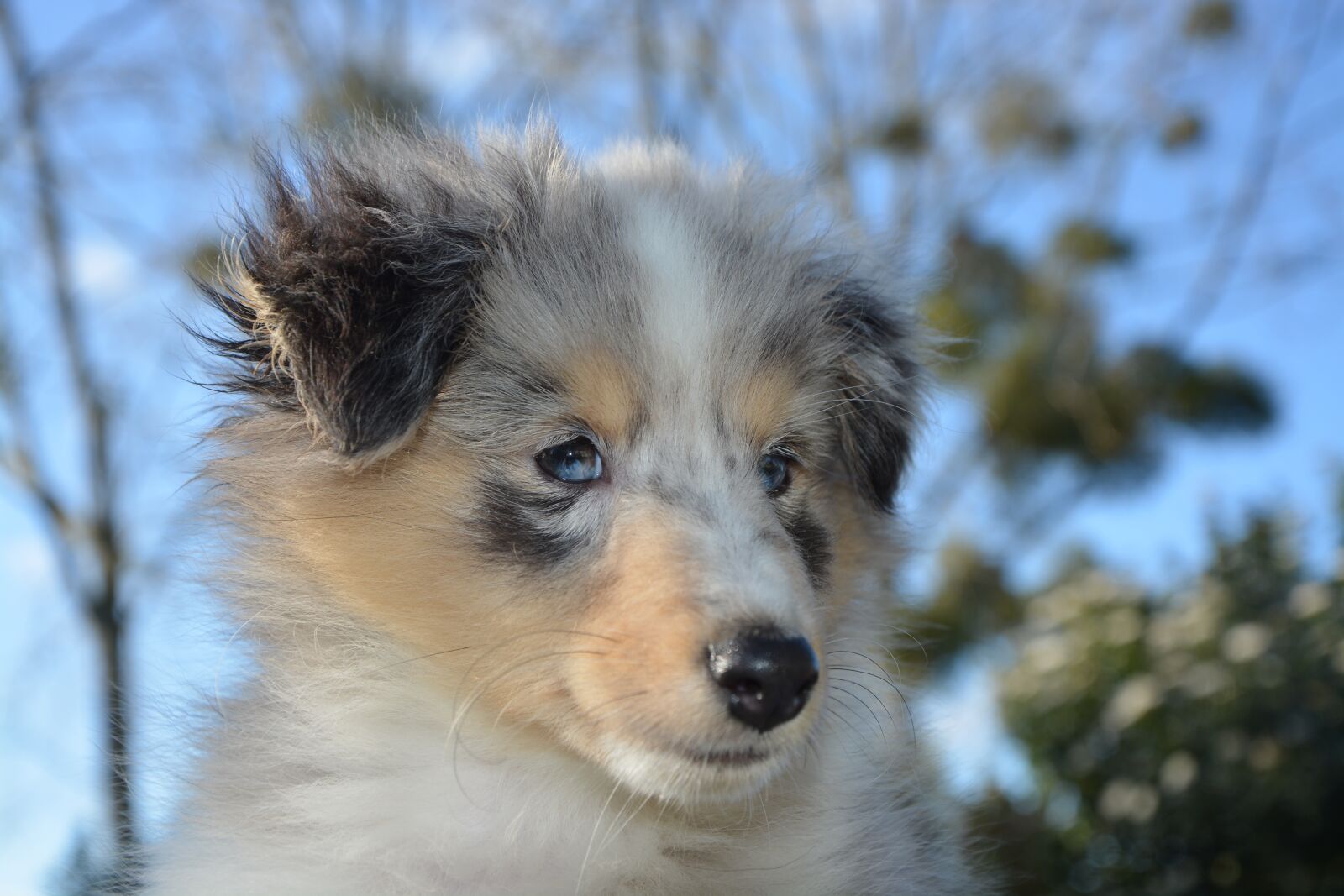 Nikon D5200 sample photo. Dog, puppy, shetland sheepdog photography