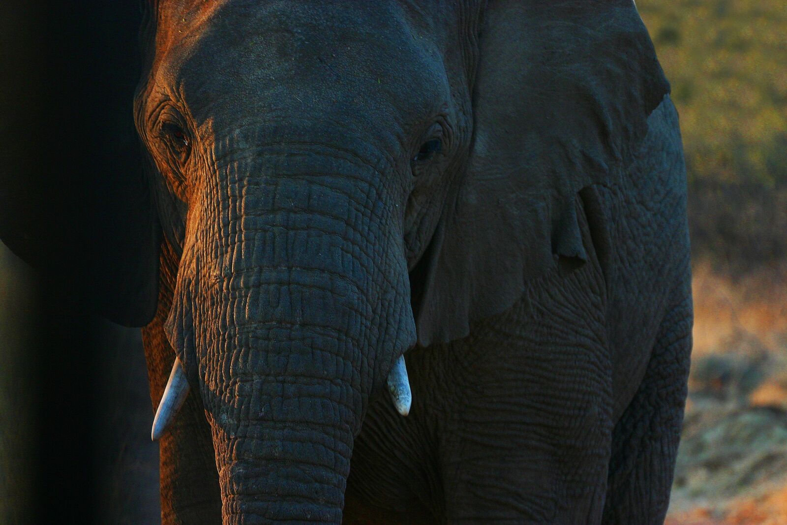 Canon EOS 300D (EOS Digital Rebel / EOS Kiss Digital) sample photo. Elephant, elephant boy, africa photography